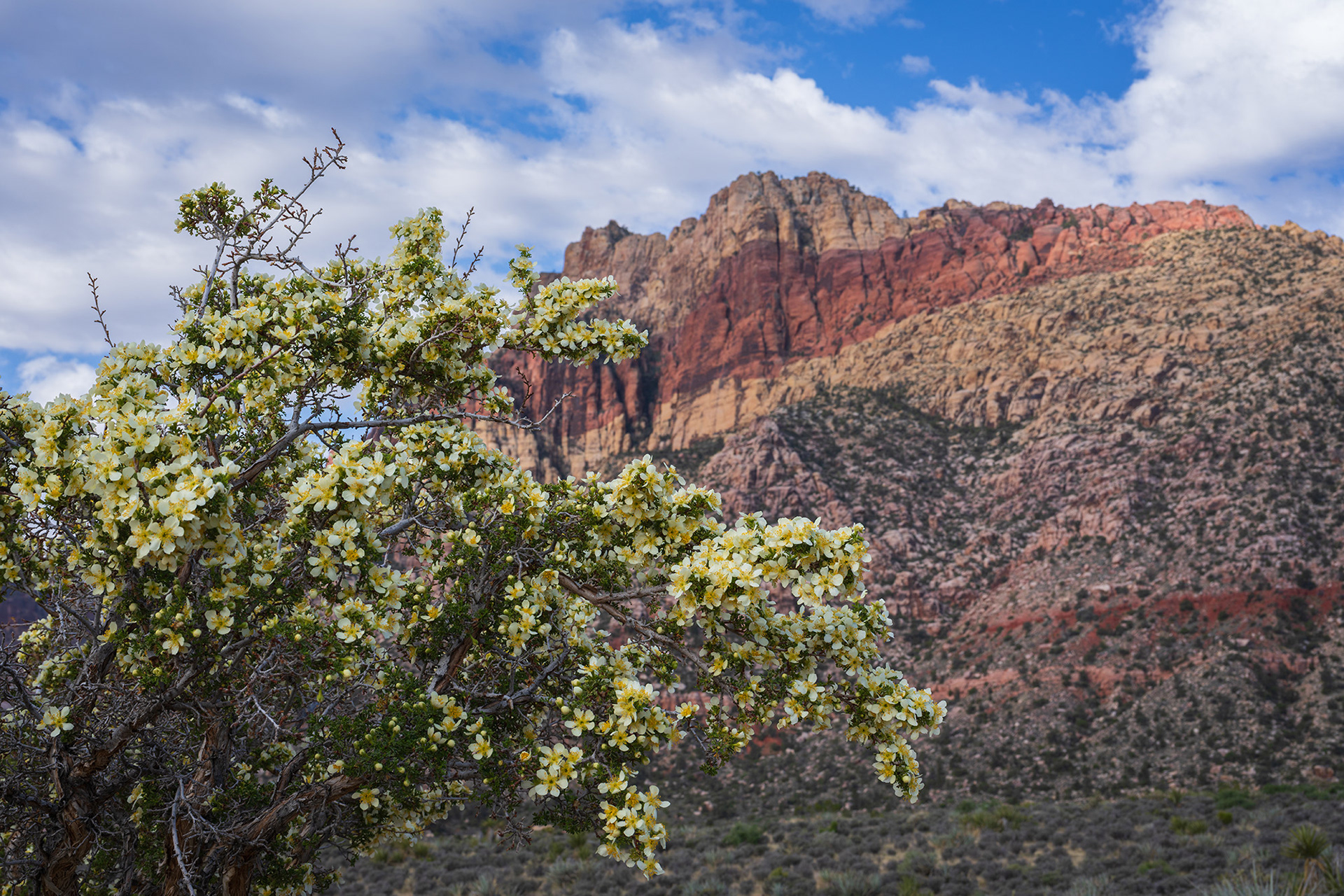 A creosote bush in flower with Bridge Mountain in the background in Red Rock Canyon