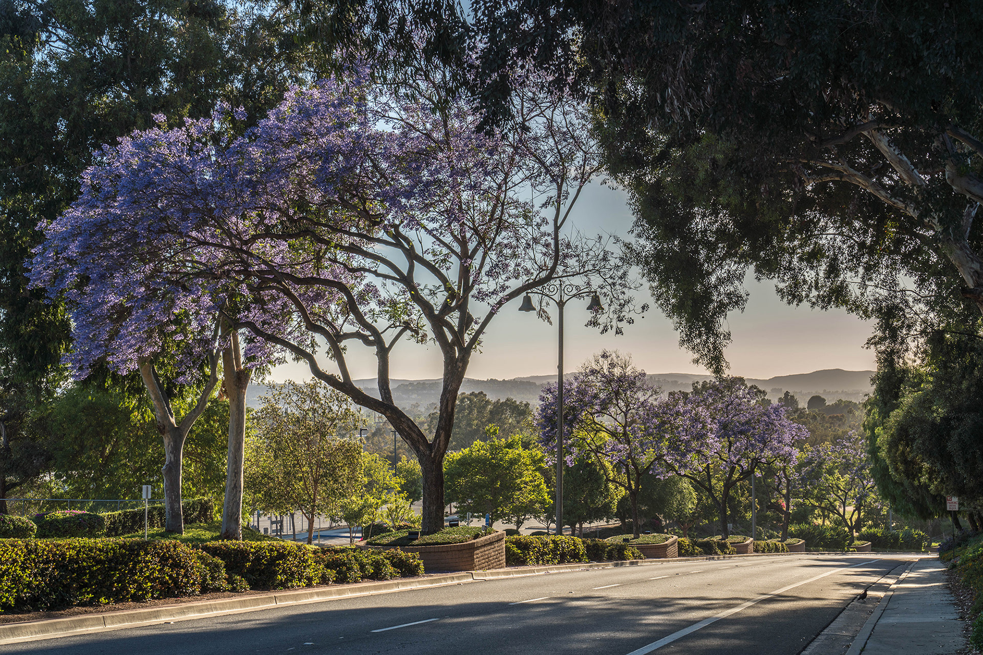 Jacarandas in bloom