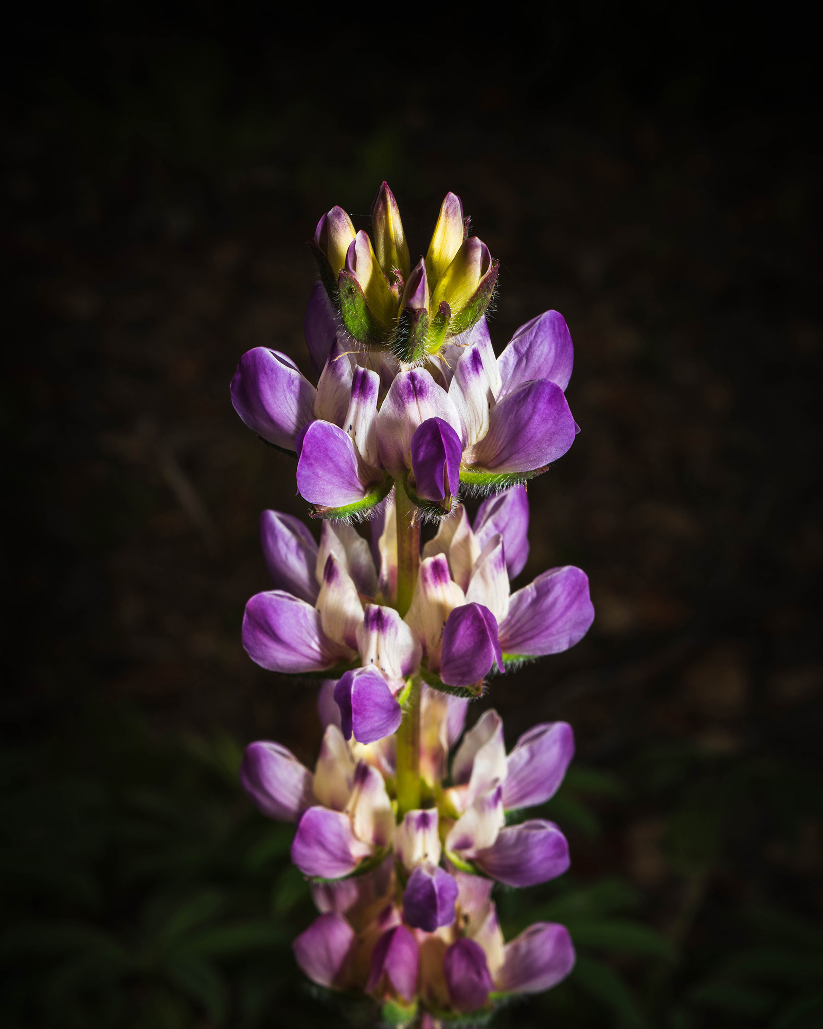 Solitary Aroyo Lupine flower taken with a black background