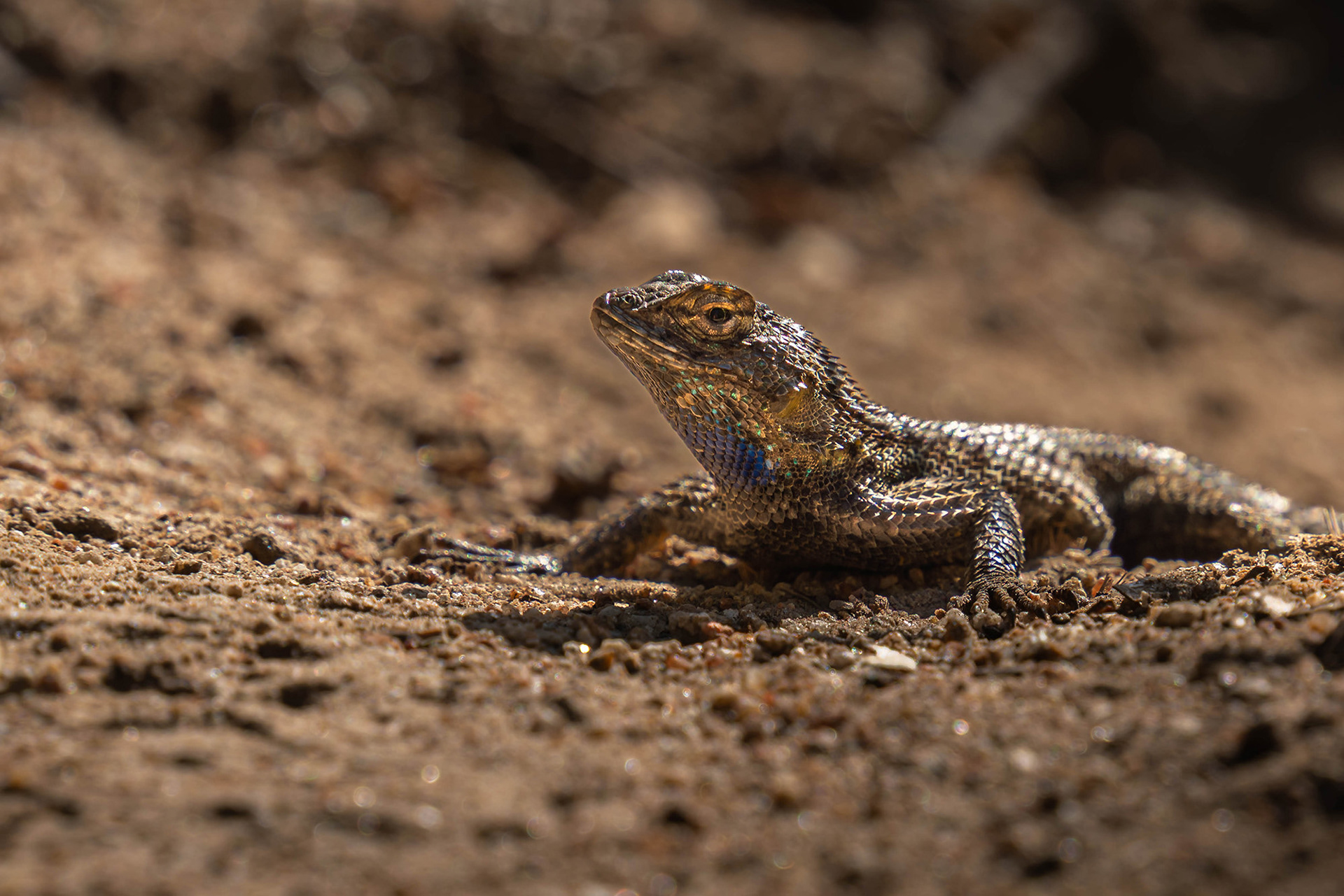 Lizard basing in the middle of the trail in the warm sunshine