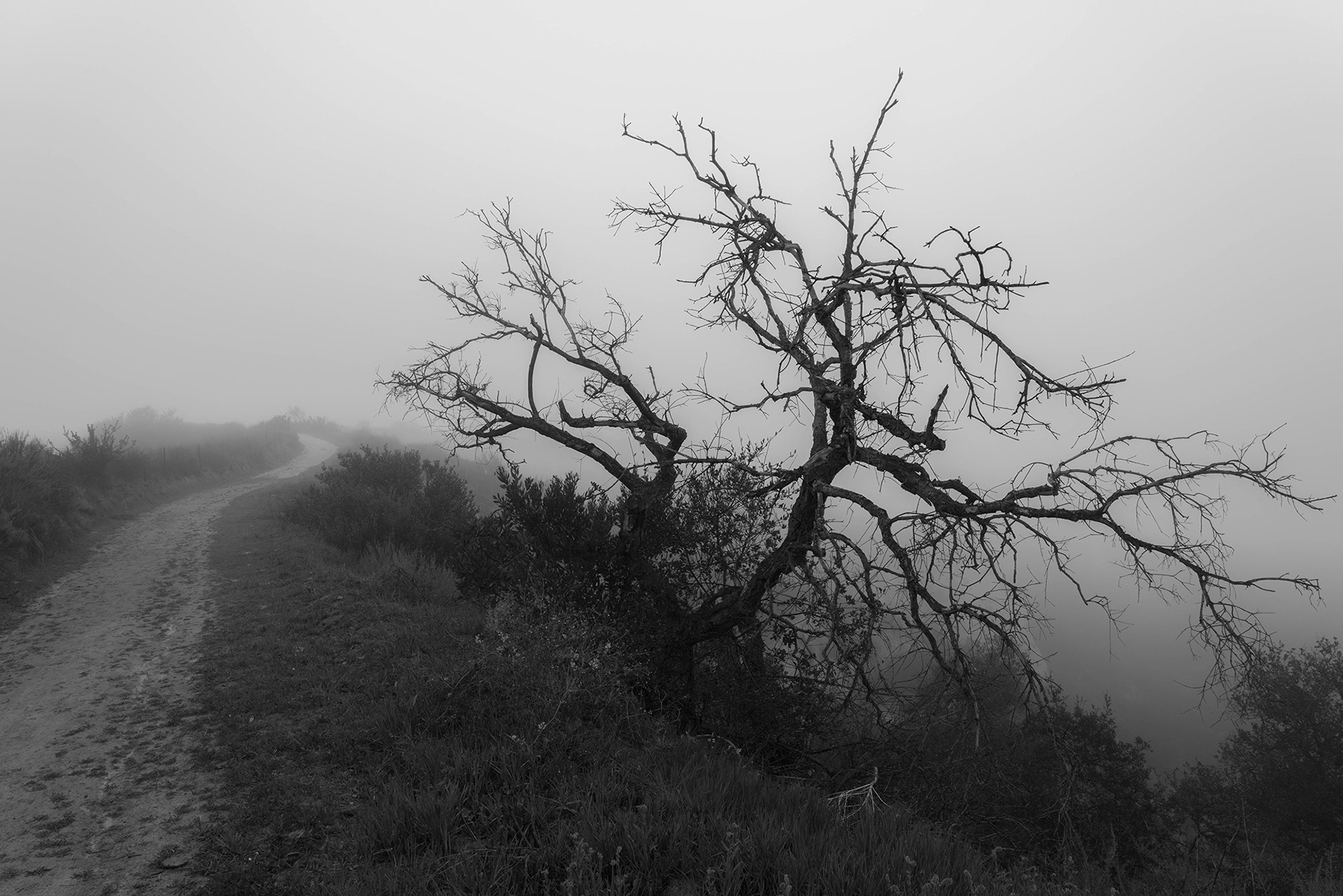 California landscape of a ridge trail on a foggy morning