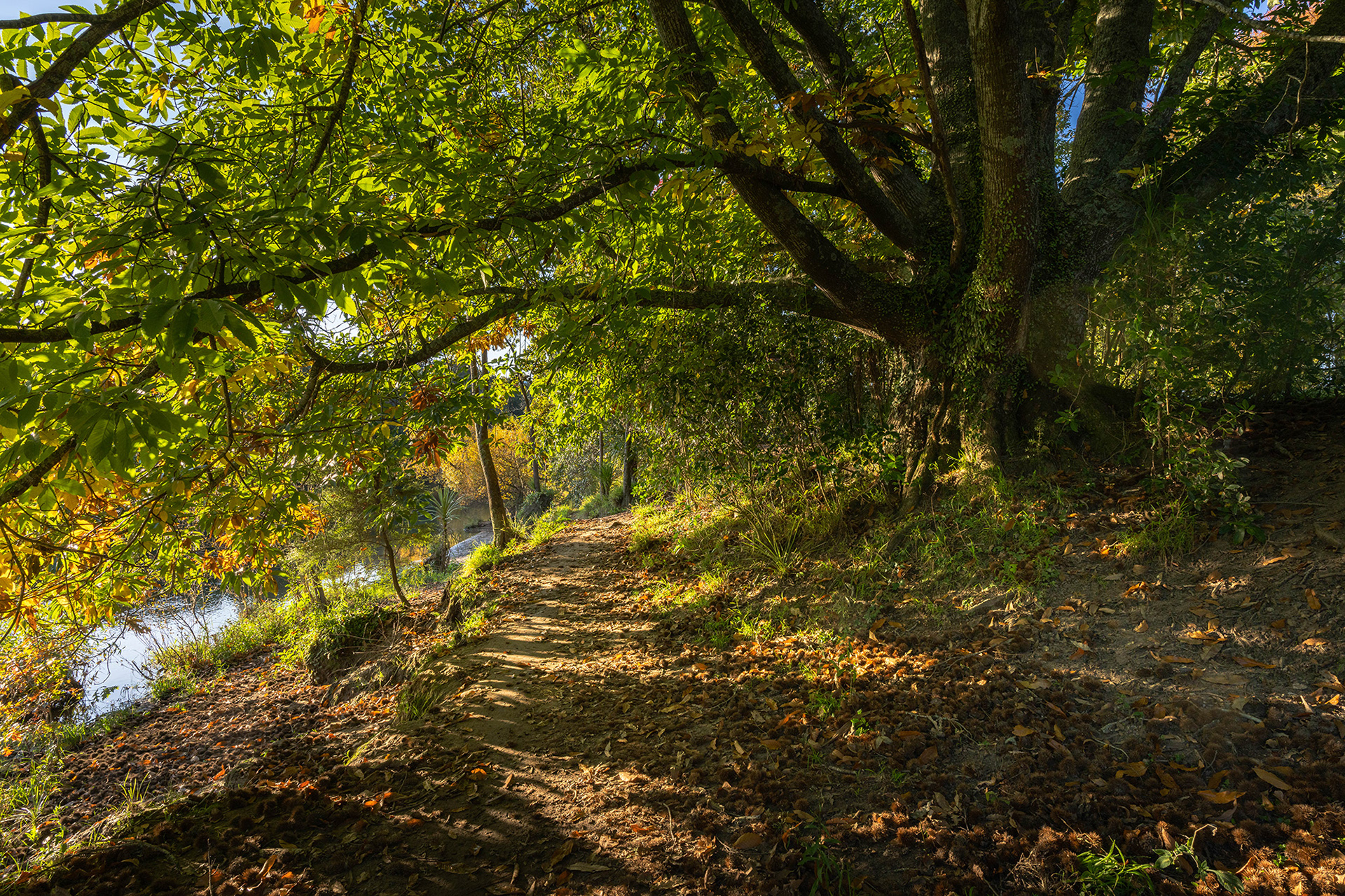 Mature trees respendent with colourful autumn foliage on the Waikato riverbank in the late afternoon sun