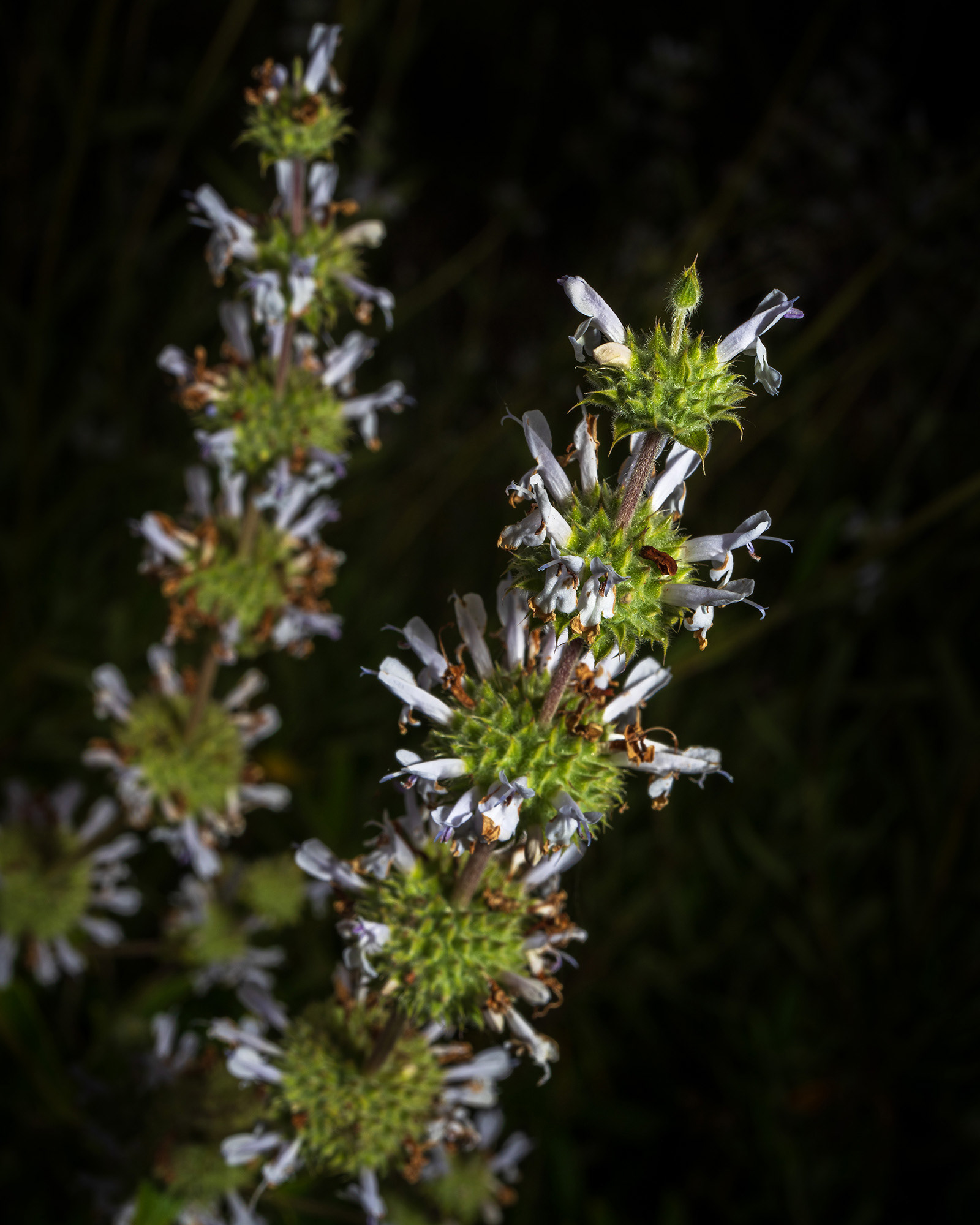 Black sage flowers with a very dark background