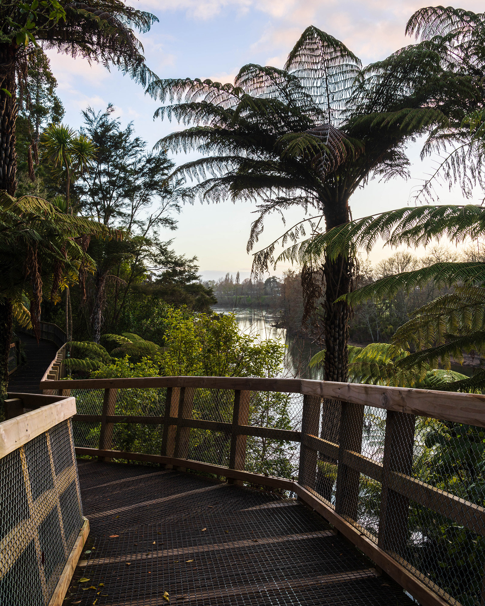 Waikato River Ride trail with the native flora along the trail