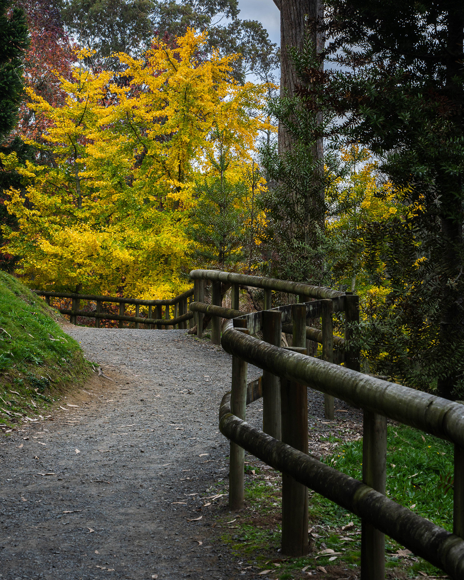 A lane in the country leading to a Ginkgo tree resplendent with its bright autumn foliage
