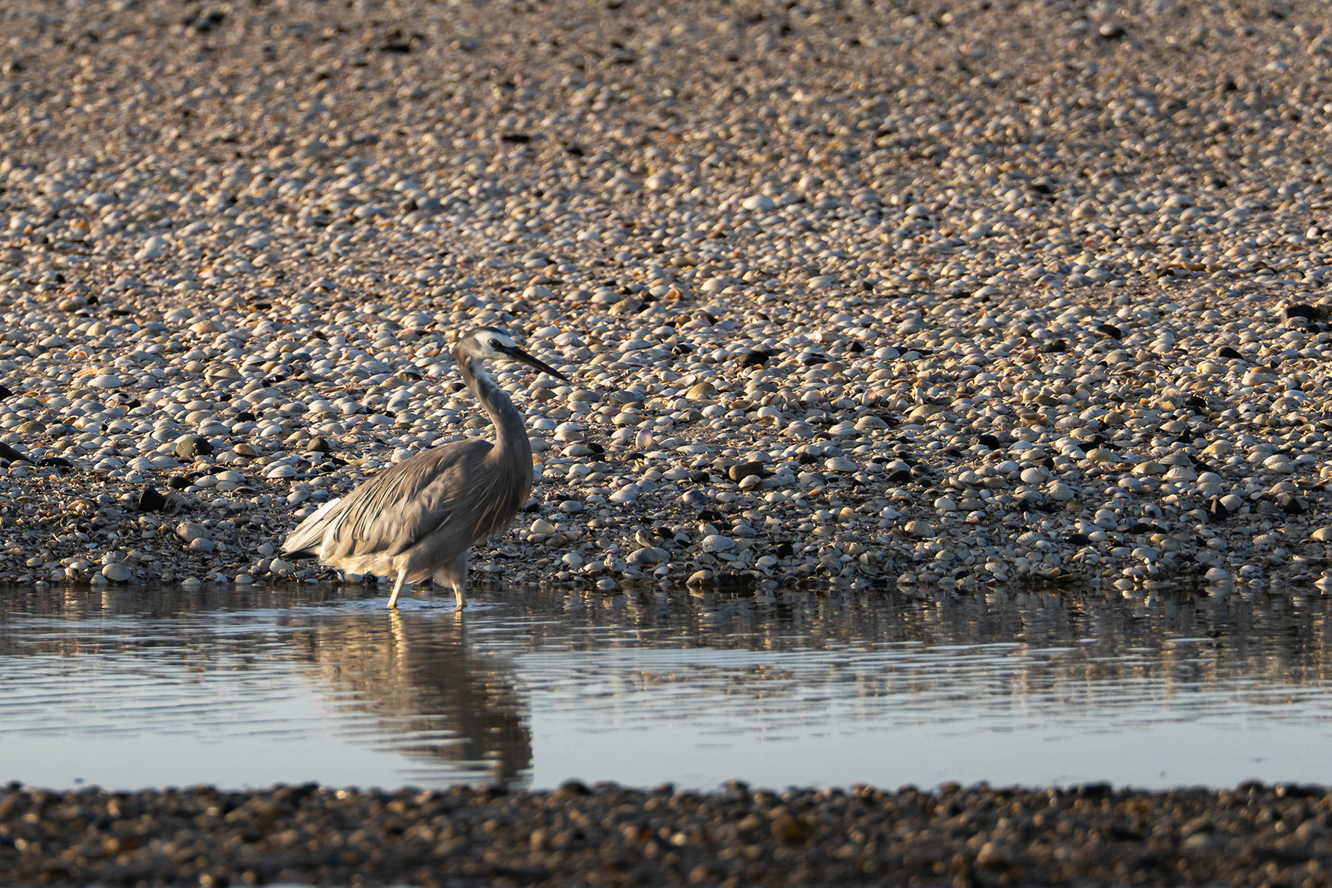 Solitary Matuku Moana White-faced Heron