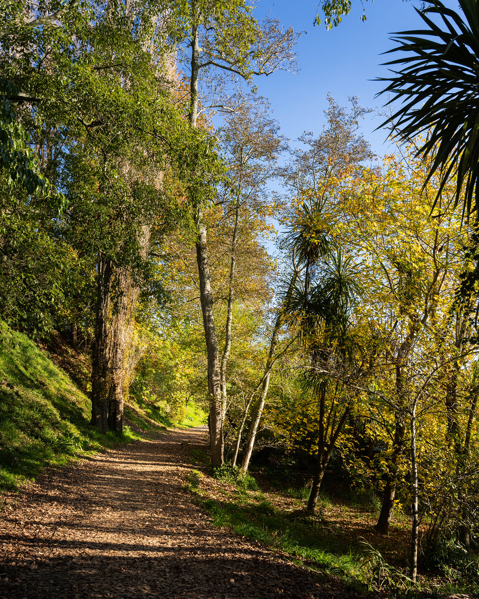 Autumn foliage brightly lit by the late afternoon sun on the banks of the Waikato