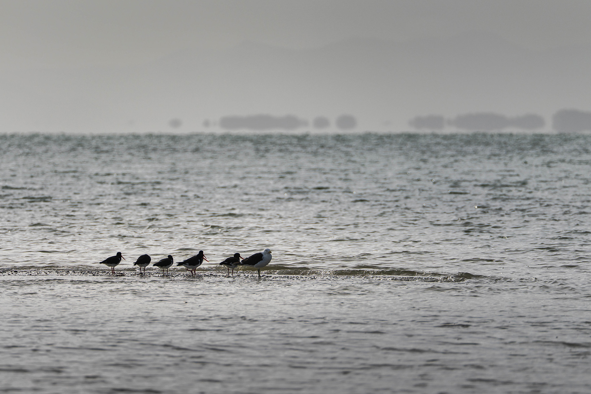 These birds are determined to maintain occupancy of this strip of beach before it is lost to the tide