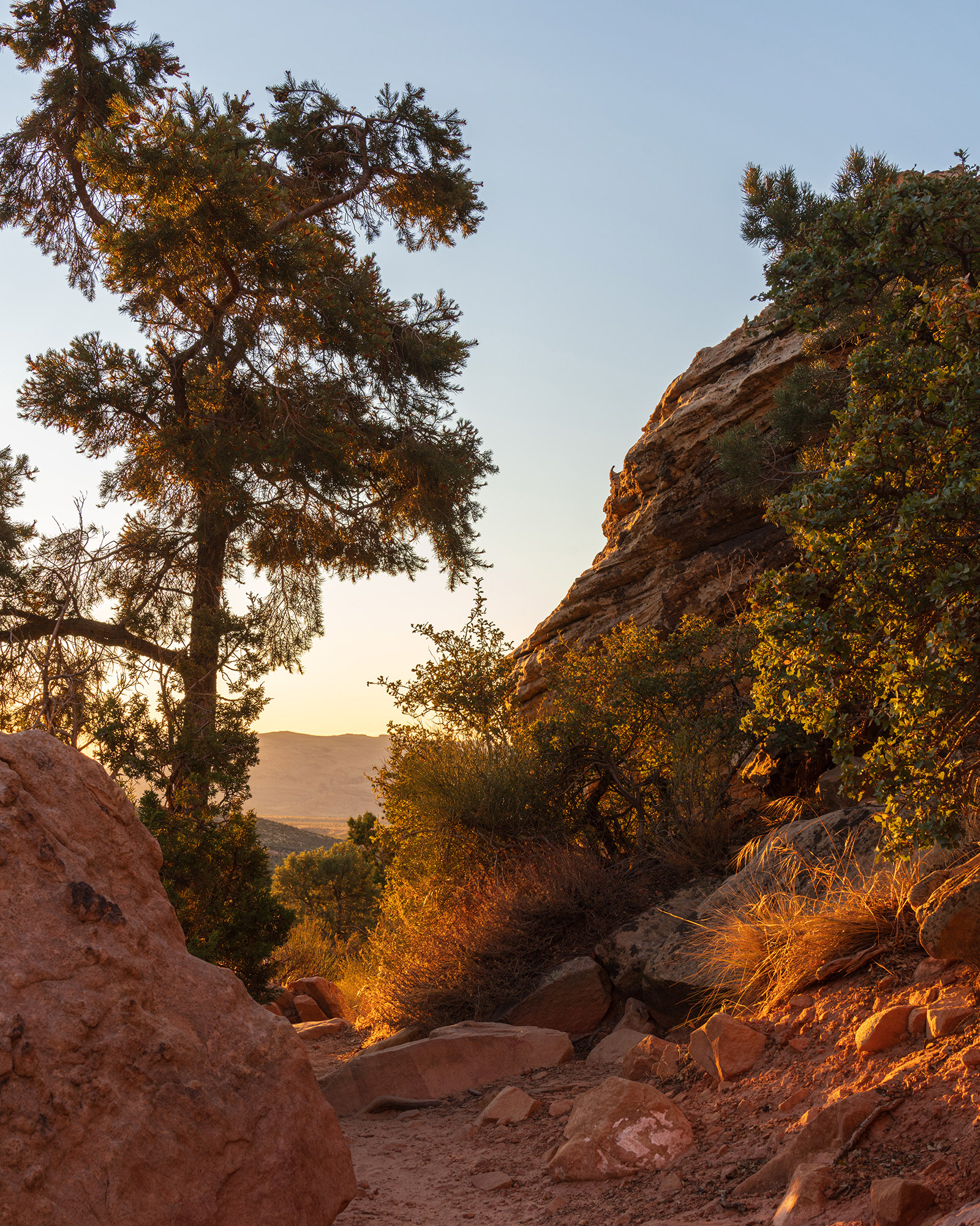 Rocky trail in the morning light