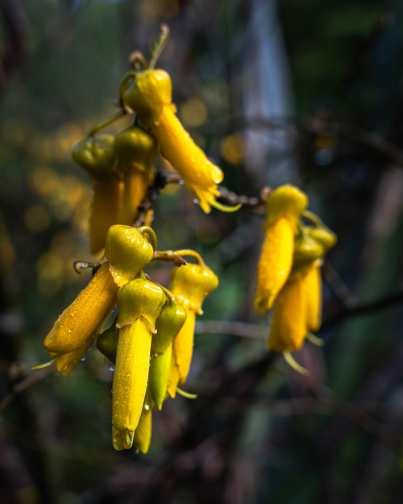 A closeup of the native New Zealand Kowhai flower on the wetlands trail