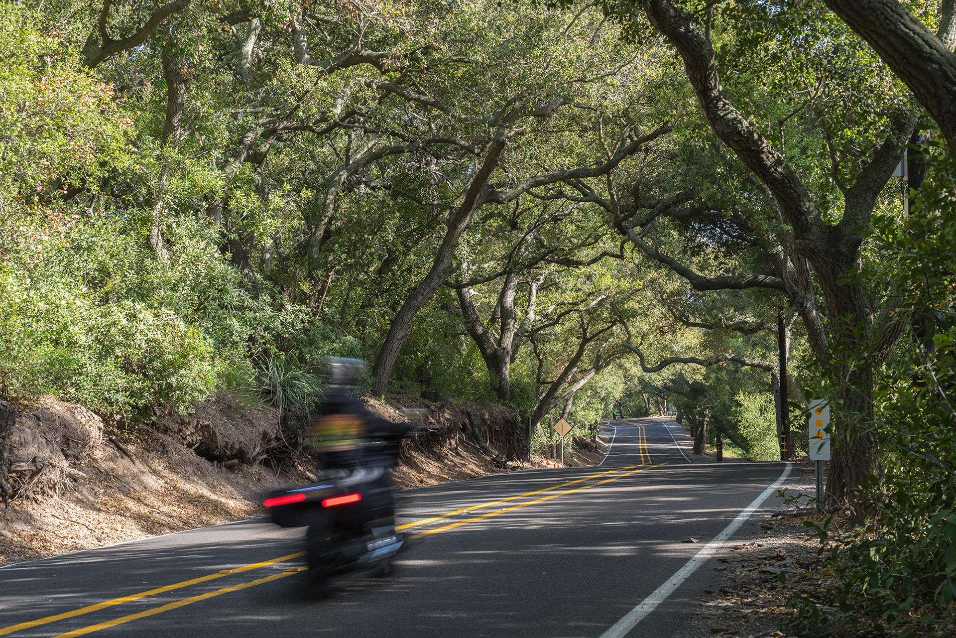 Overarching trees