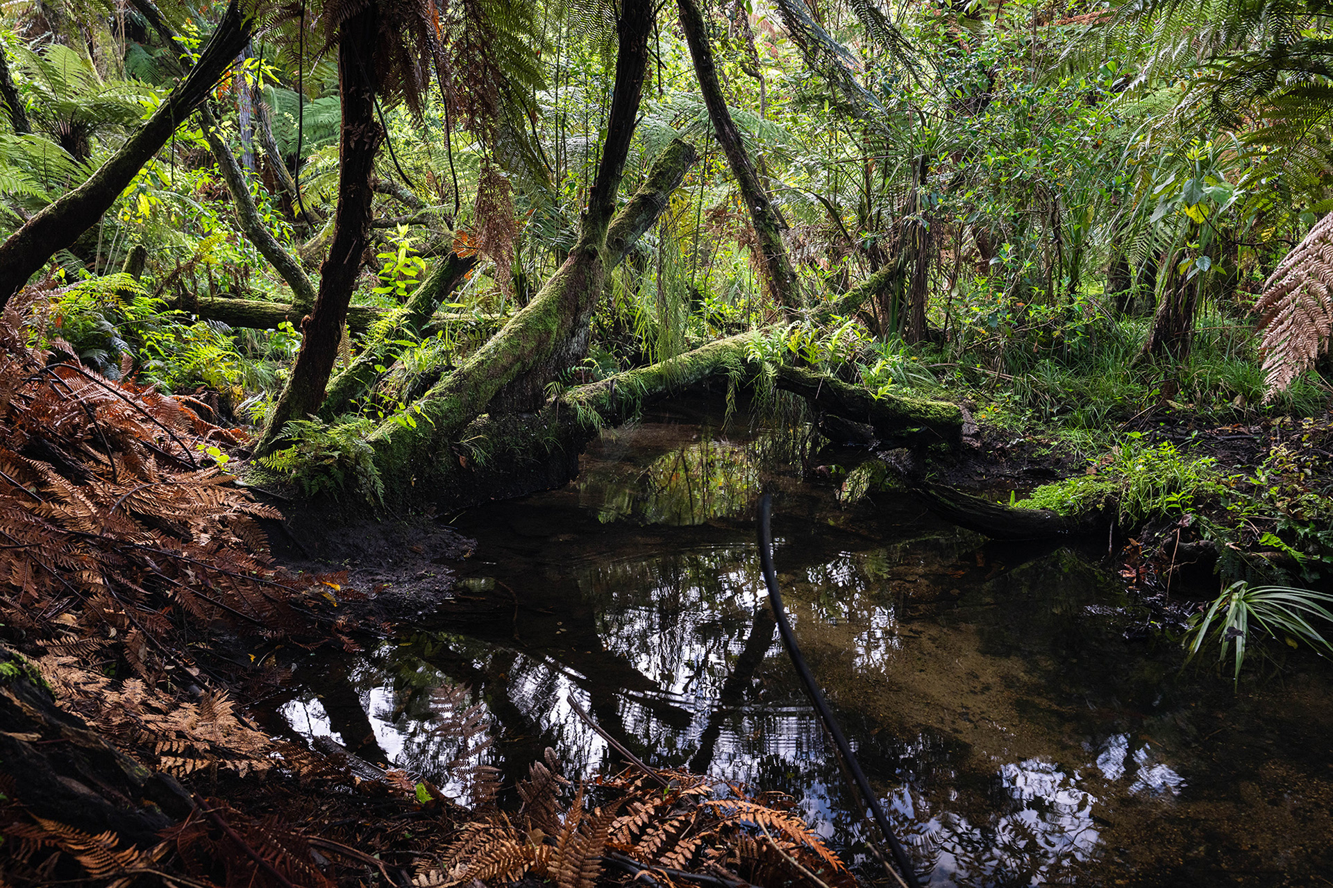 A wetlands pool surrounded by native New Zealand bush in the springtime