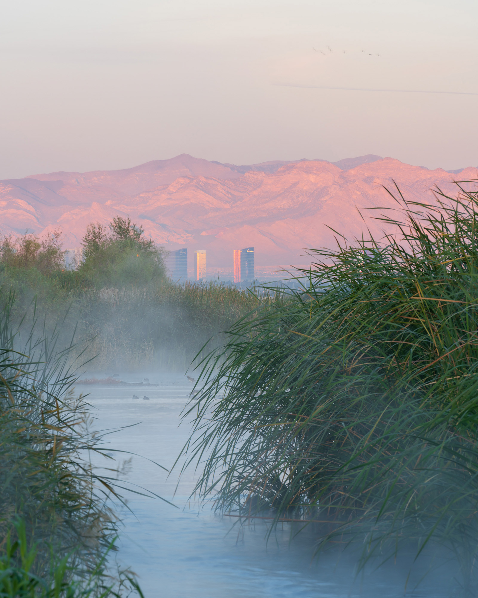 Early morning mist in the wetlands with some Las Vegas strip buildings in the background