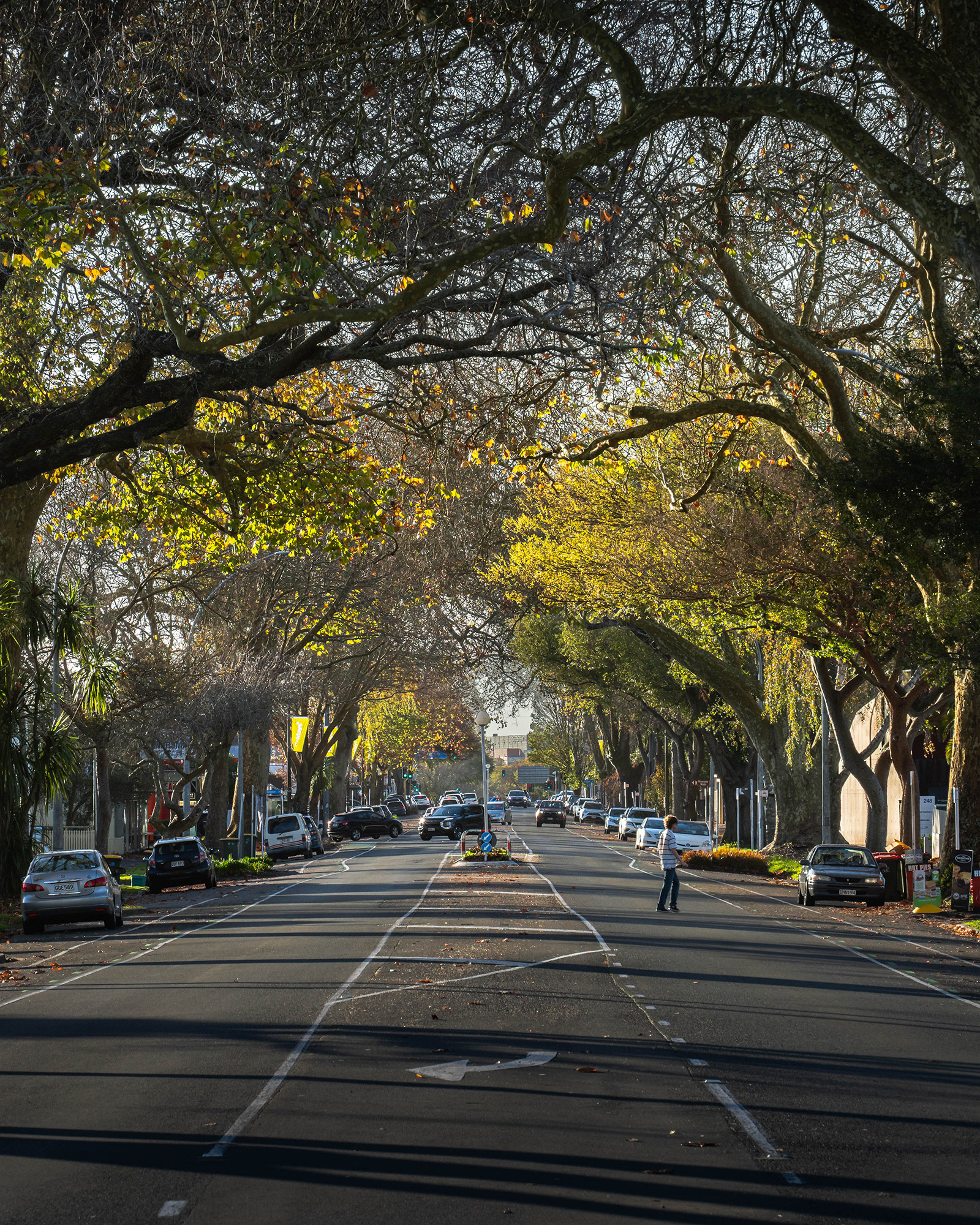 Tree lined avenue in Hamilton, NZ captured in the autumn with the leaves turning colour