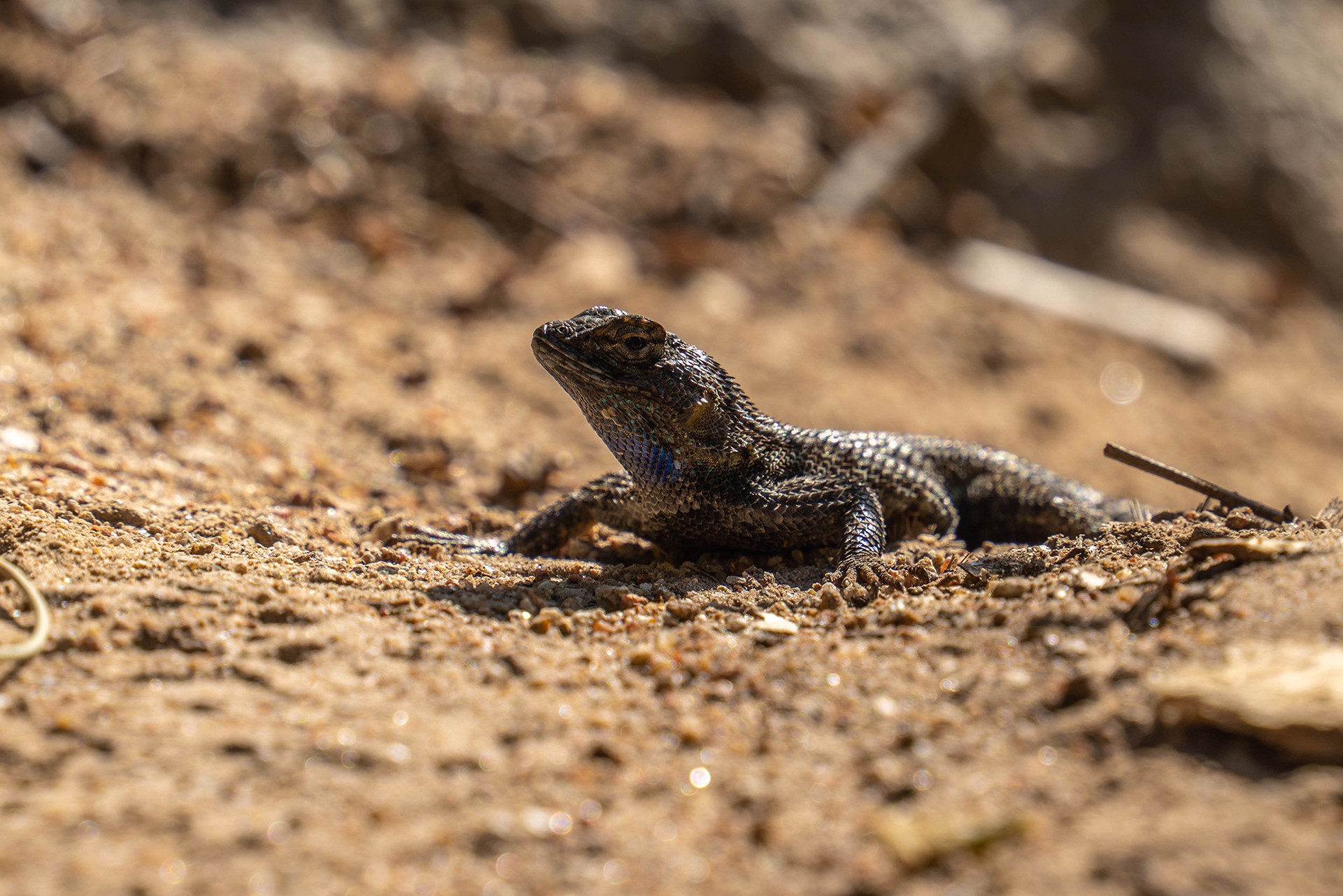 Lizard basing in the middle of the trail in the warm sunshine