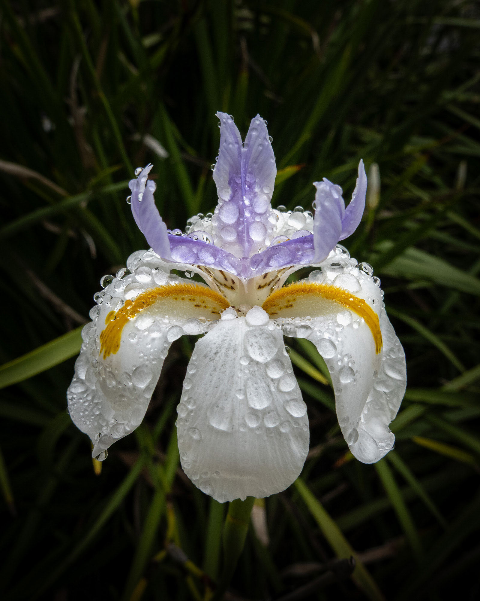 Lily fower in the rain weighed down with water droplets and looking slightly droopy