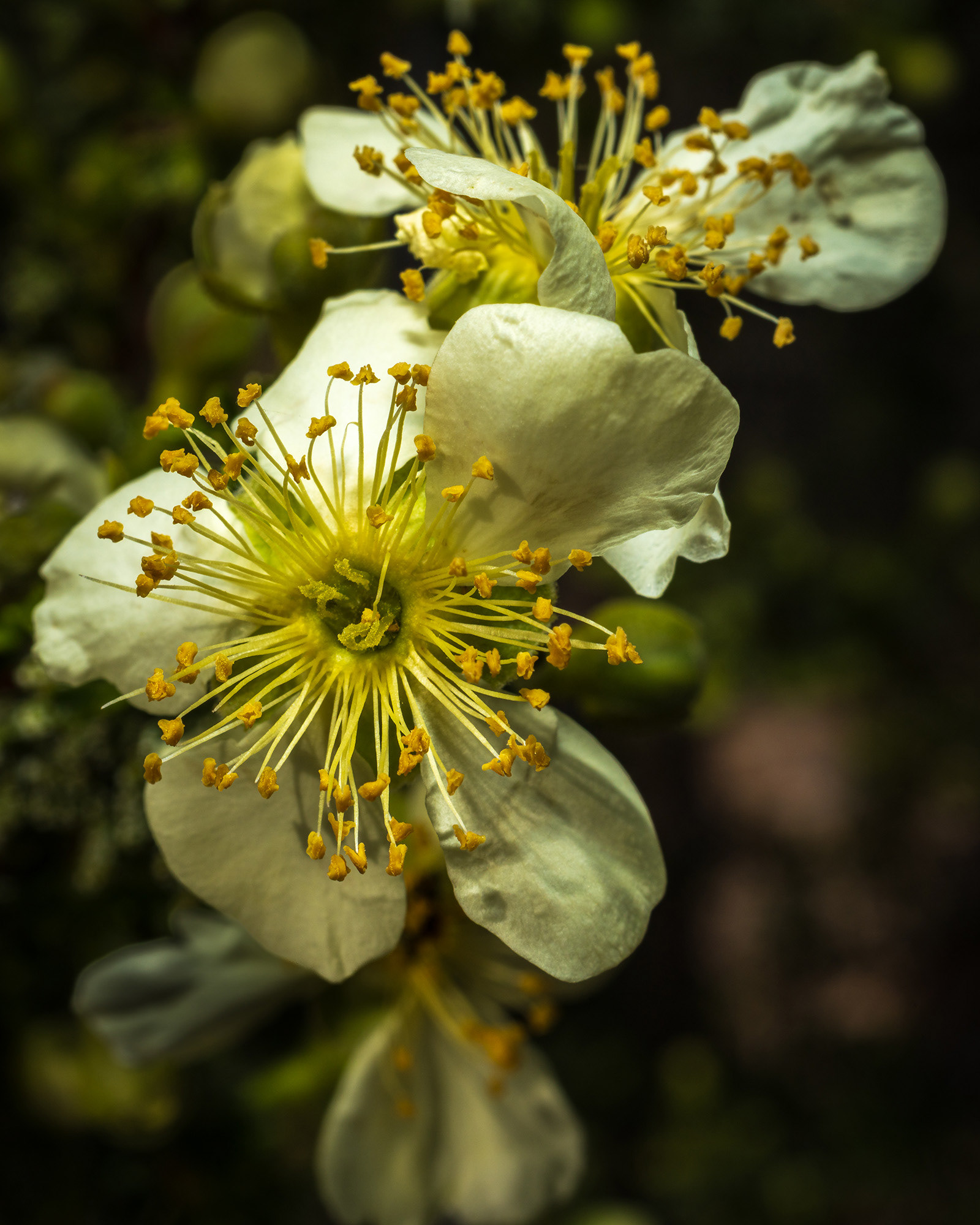 Close up of the creosote bush flowers on a sunny spring morning in Red Rock Canyon