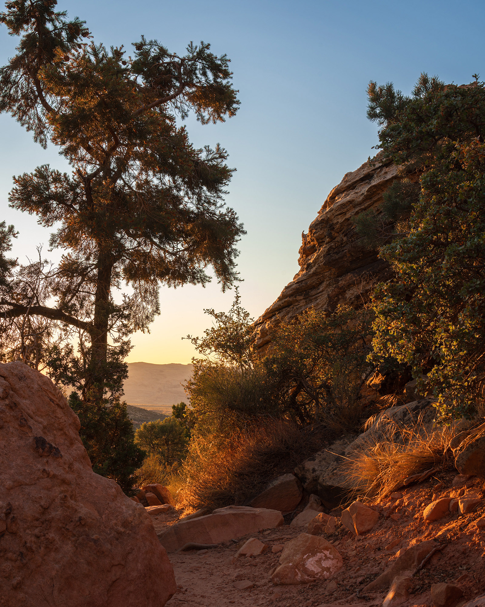 Nevada landscape of a rocky trail in Red Rock Canyon in the morning light
