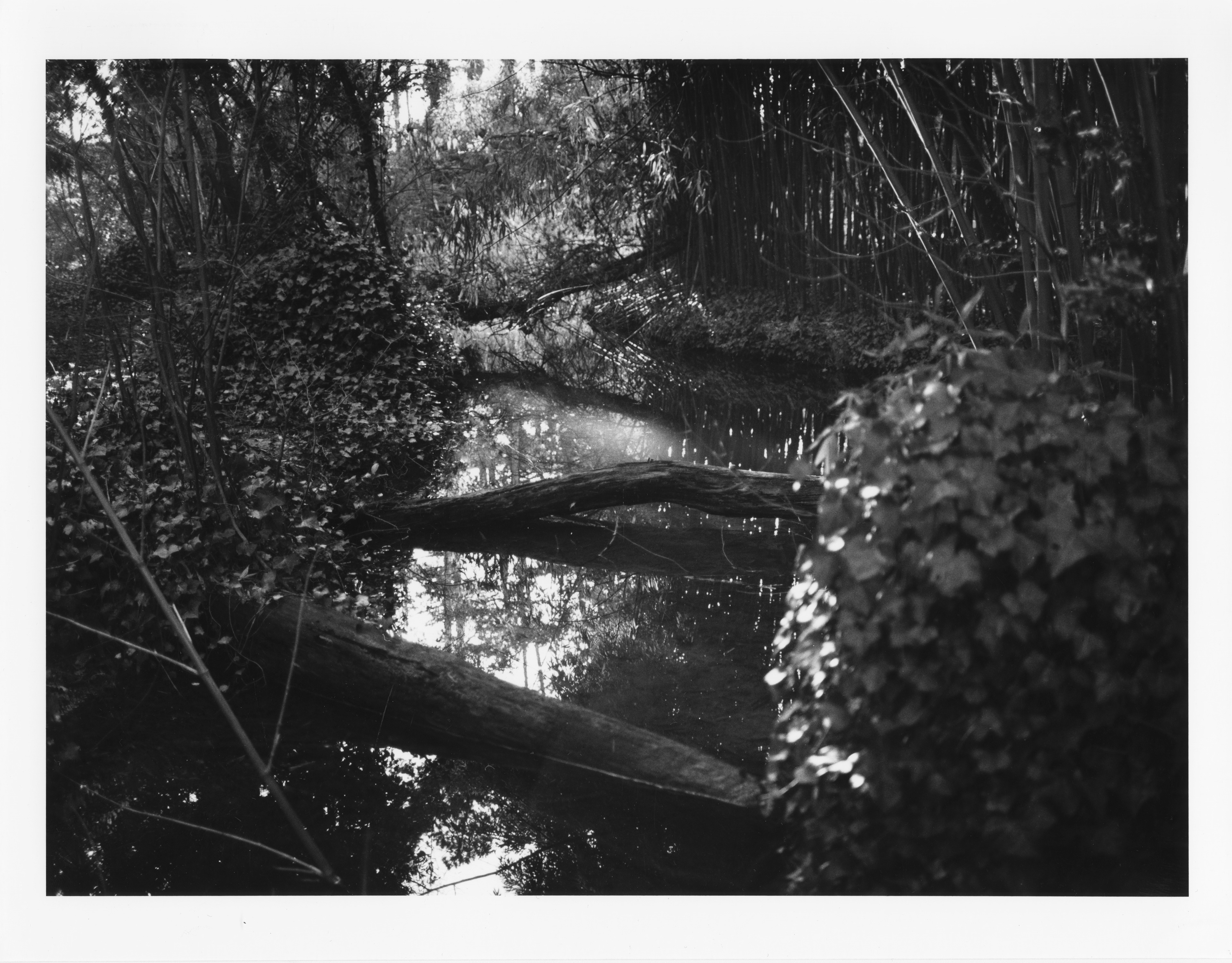 Bois de Vincennes, France February 2026.