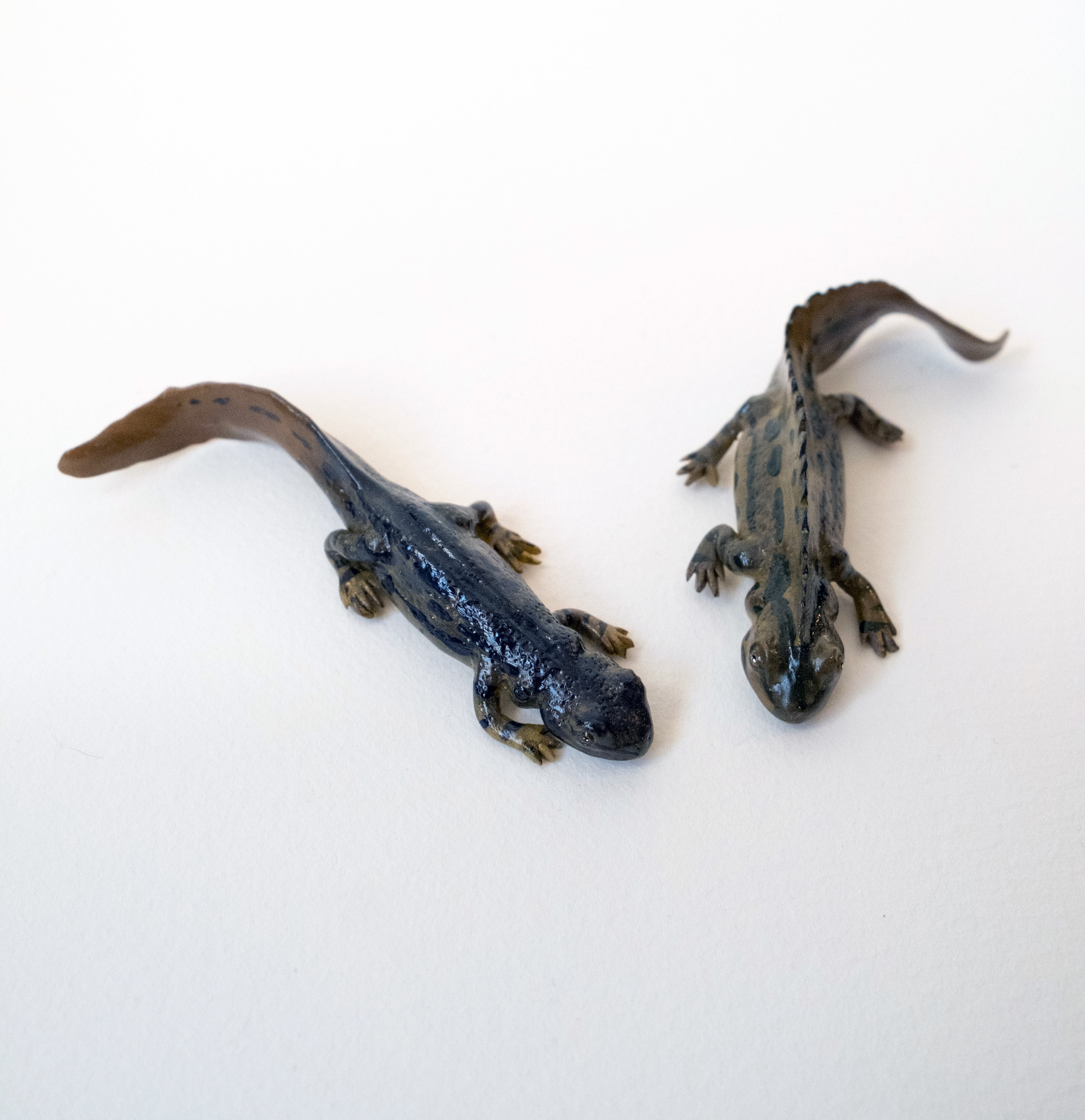 Female (left) Male (right) during mating season