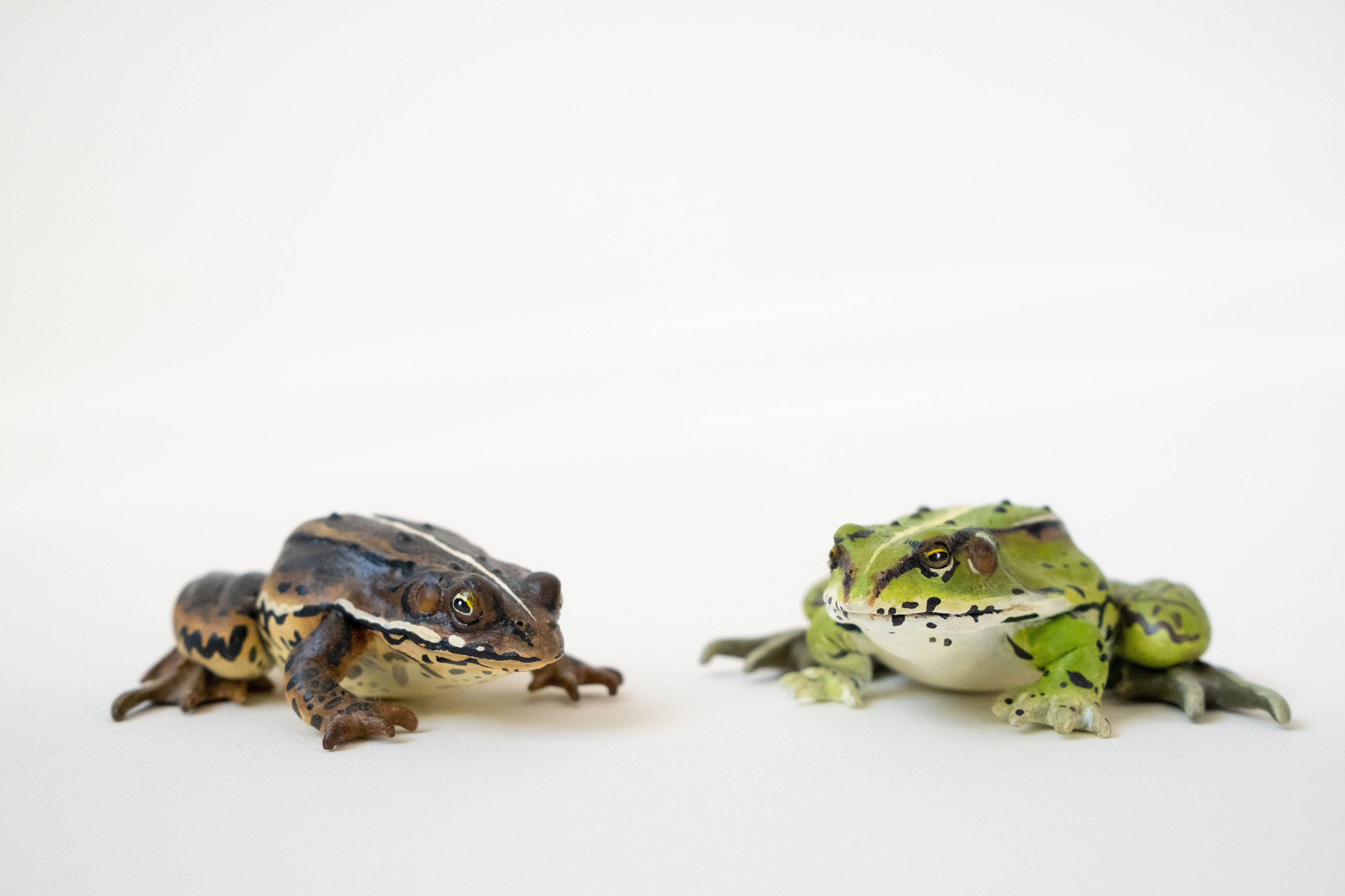 Female (left) Male in mating colours (right)