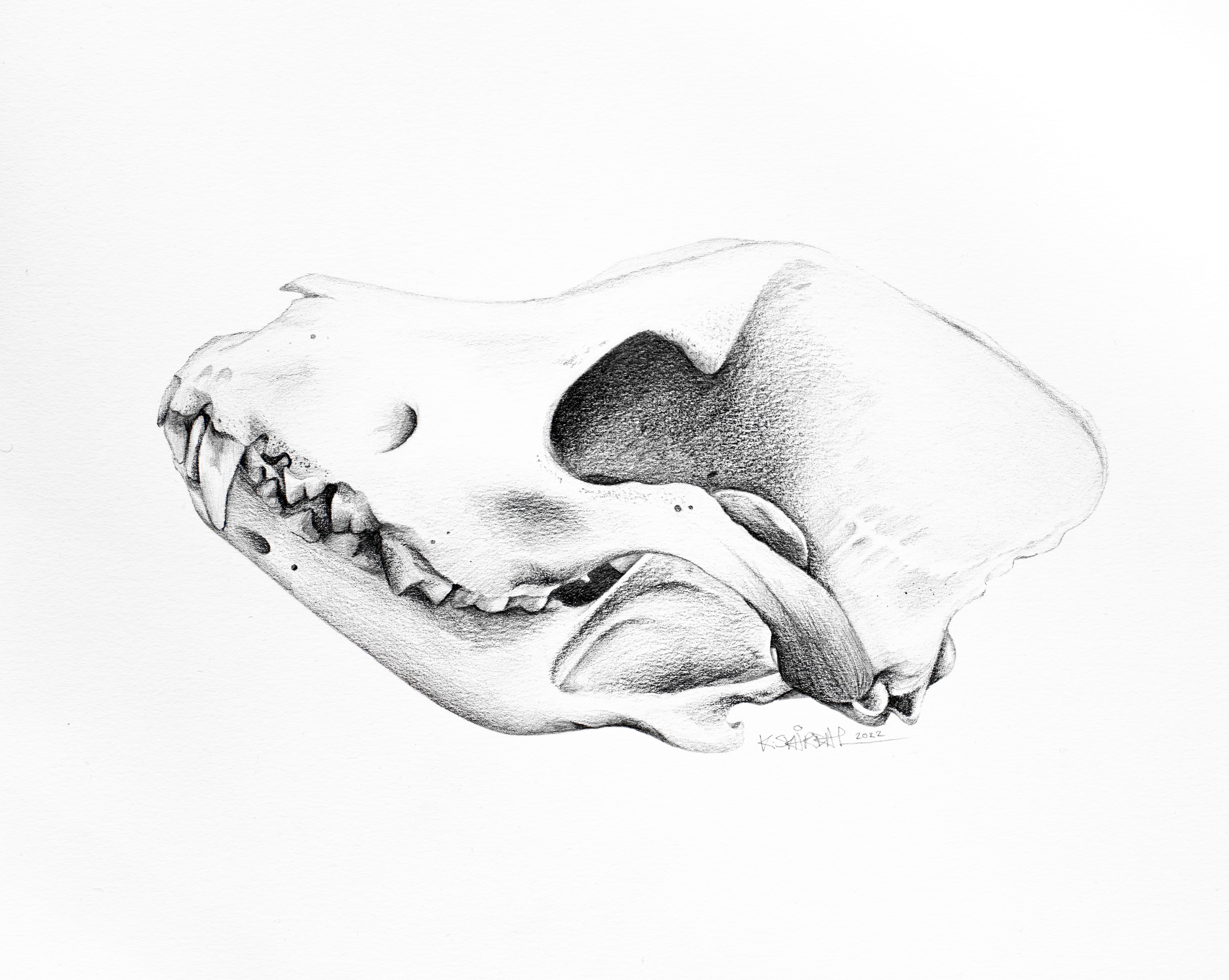 Dog skull study, 2022