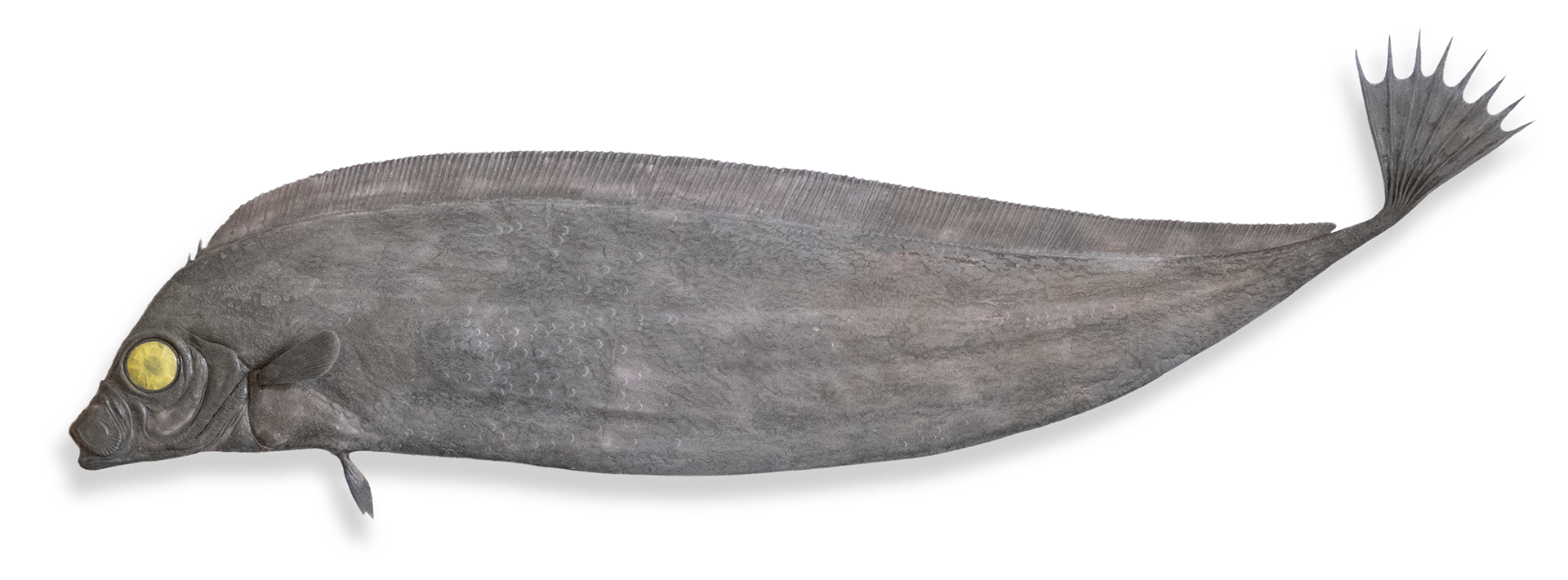 Foam shape with sculpted surface