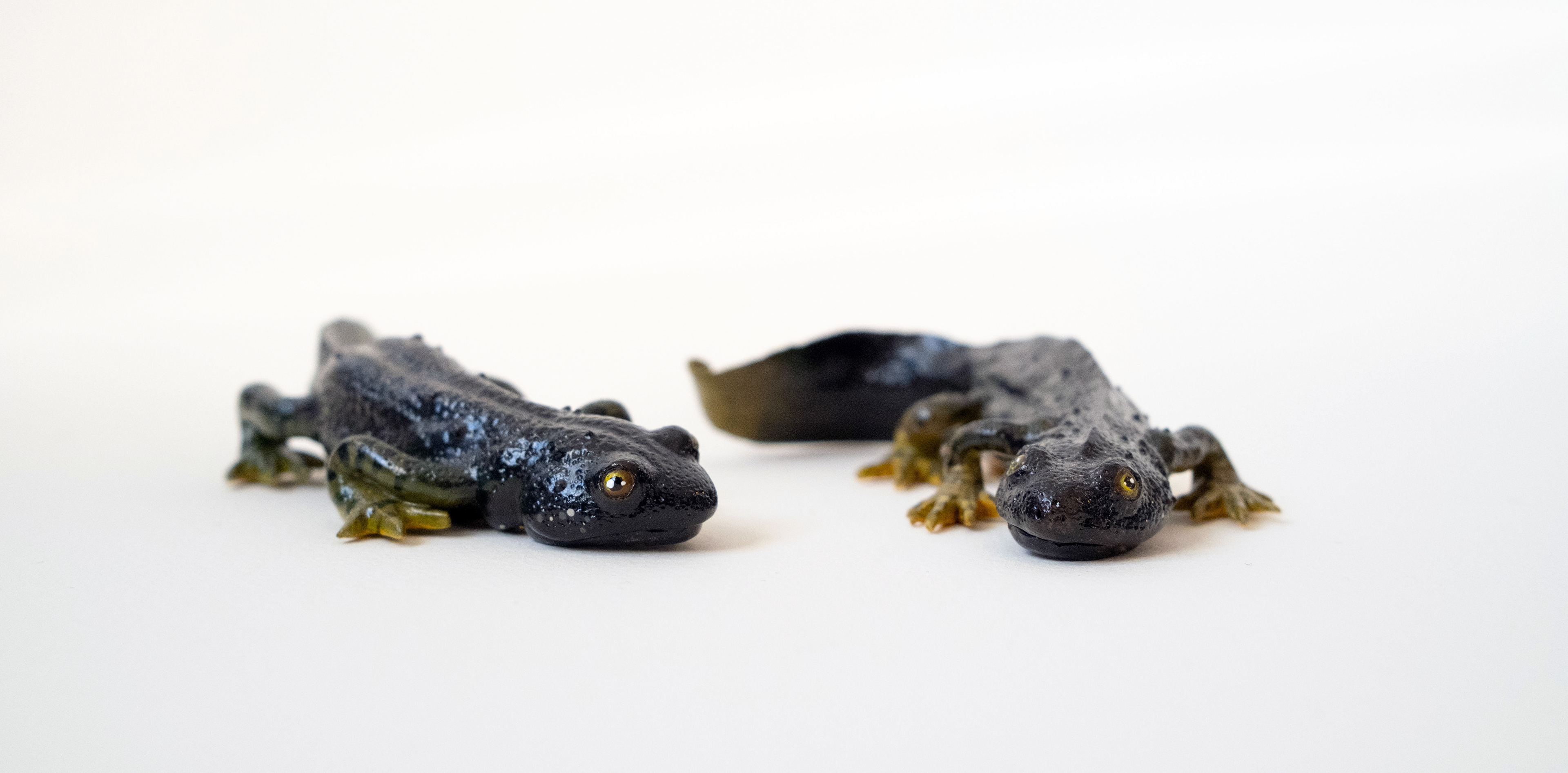 Female (right) Male (left) Outside mating season