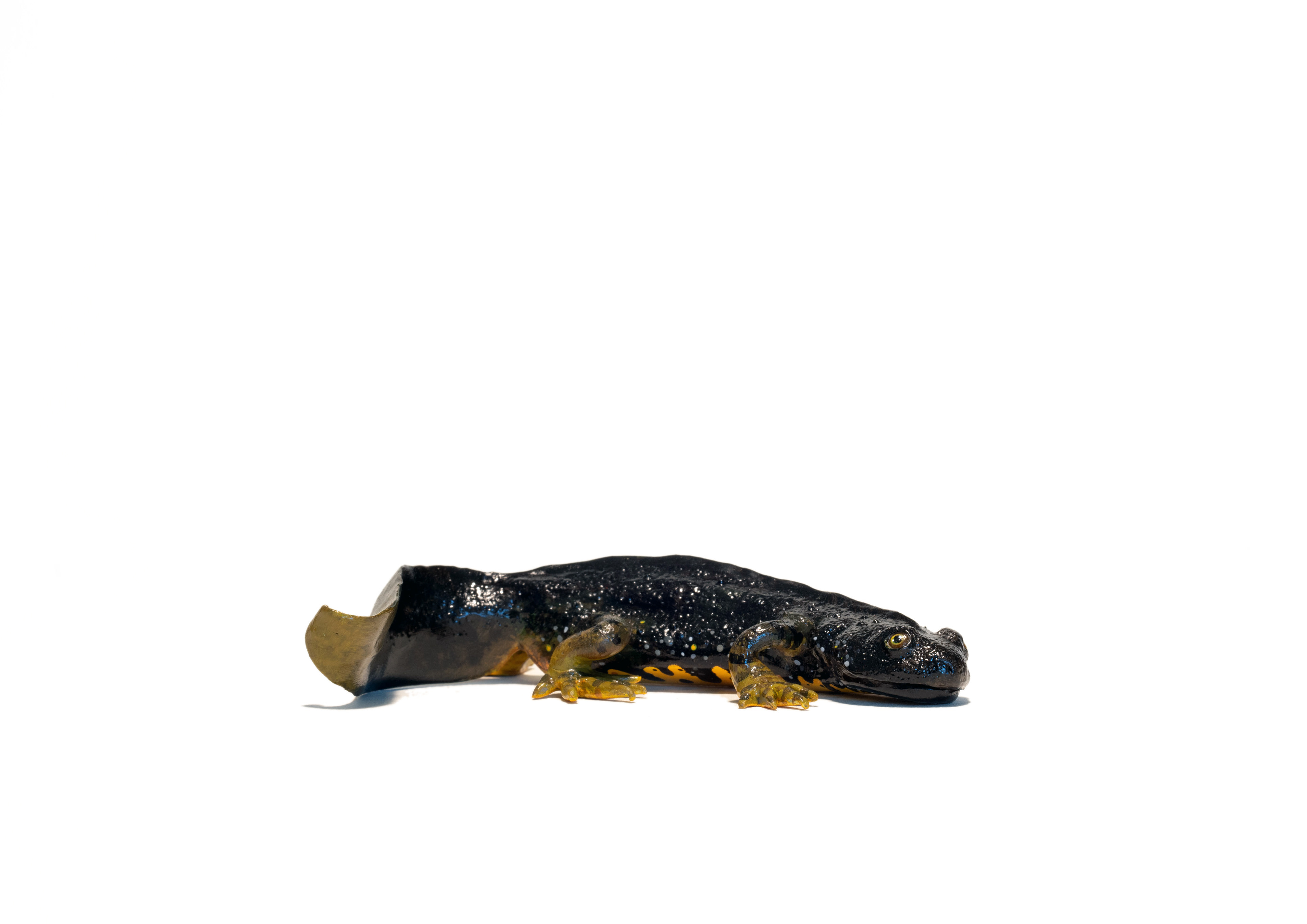 Male