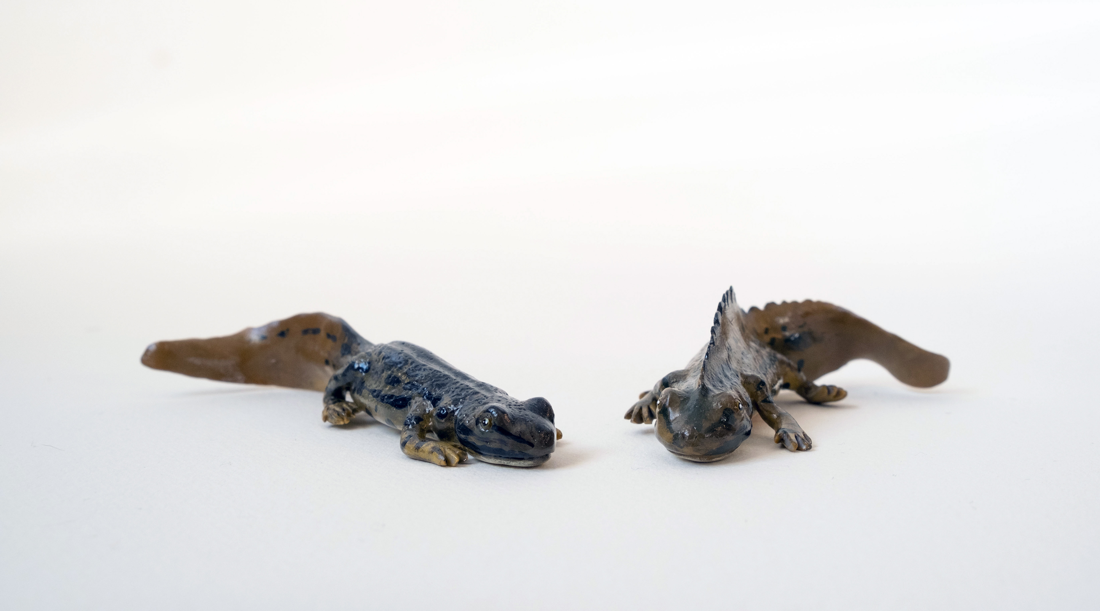 Female (left) Male (right) during mating season