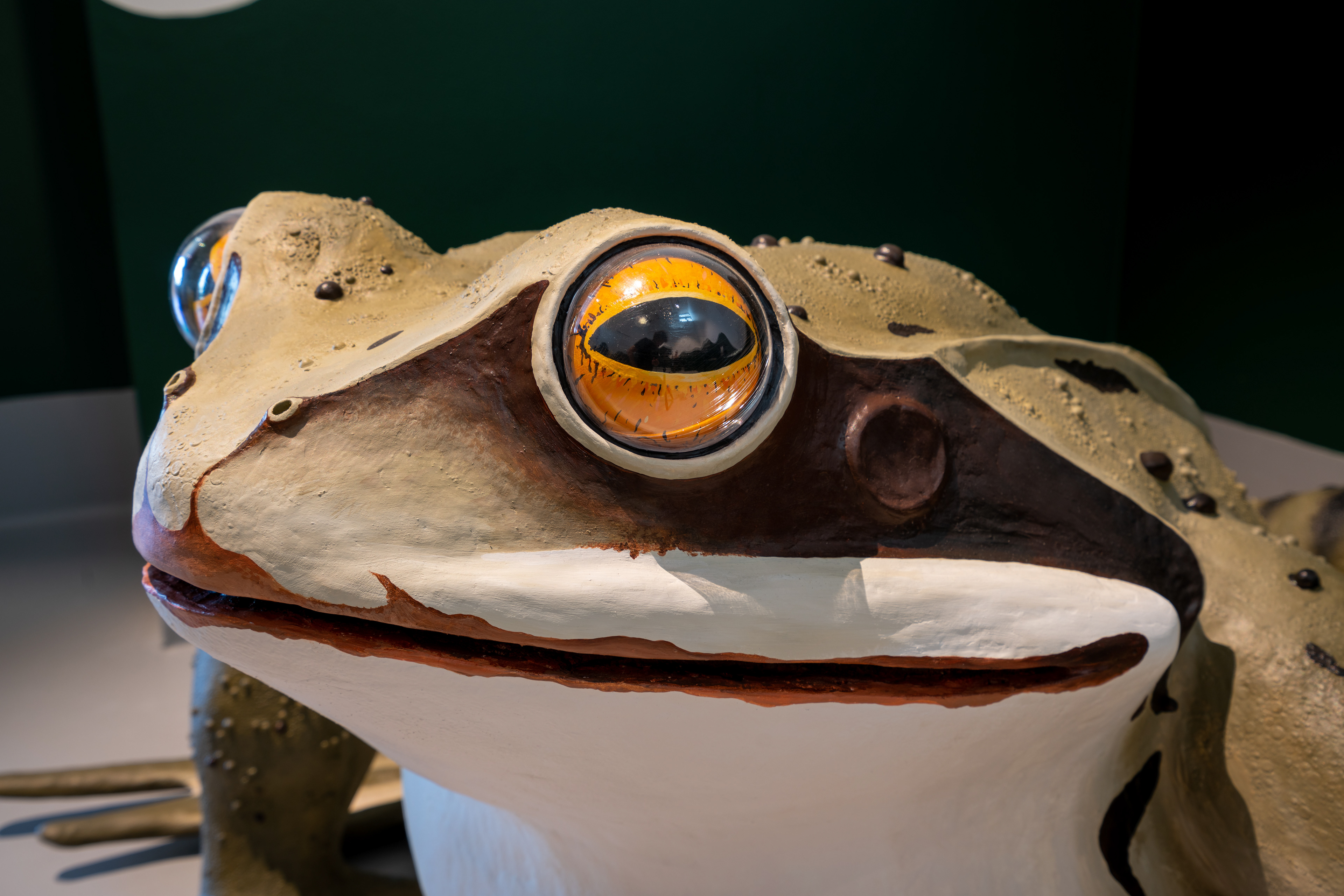 Close-up of eye