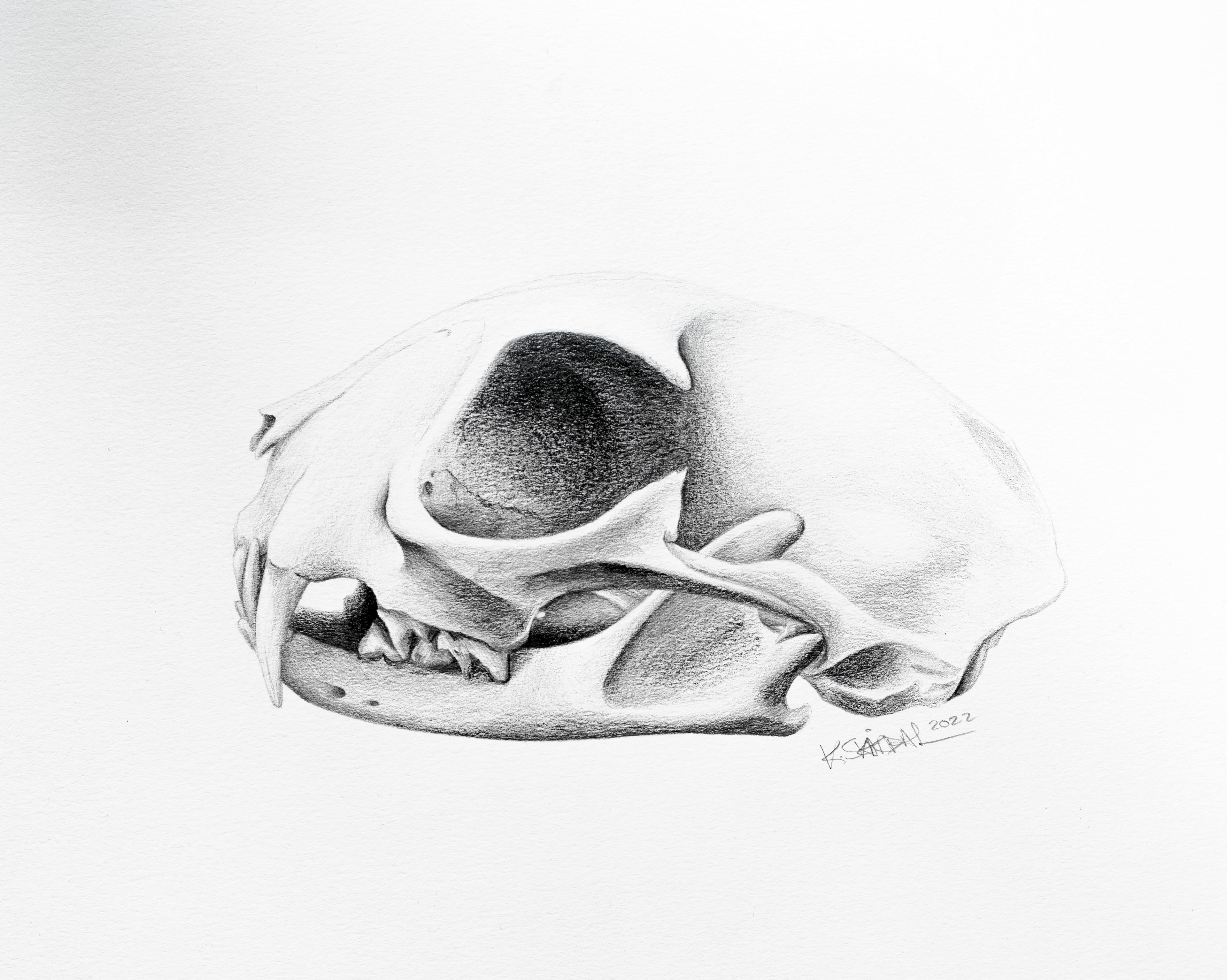 Cat skull study, 2022