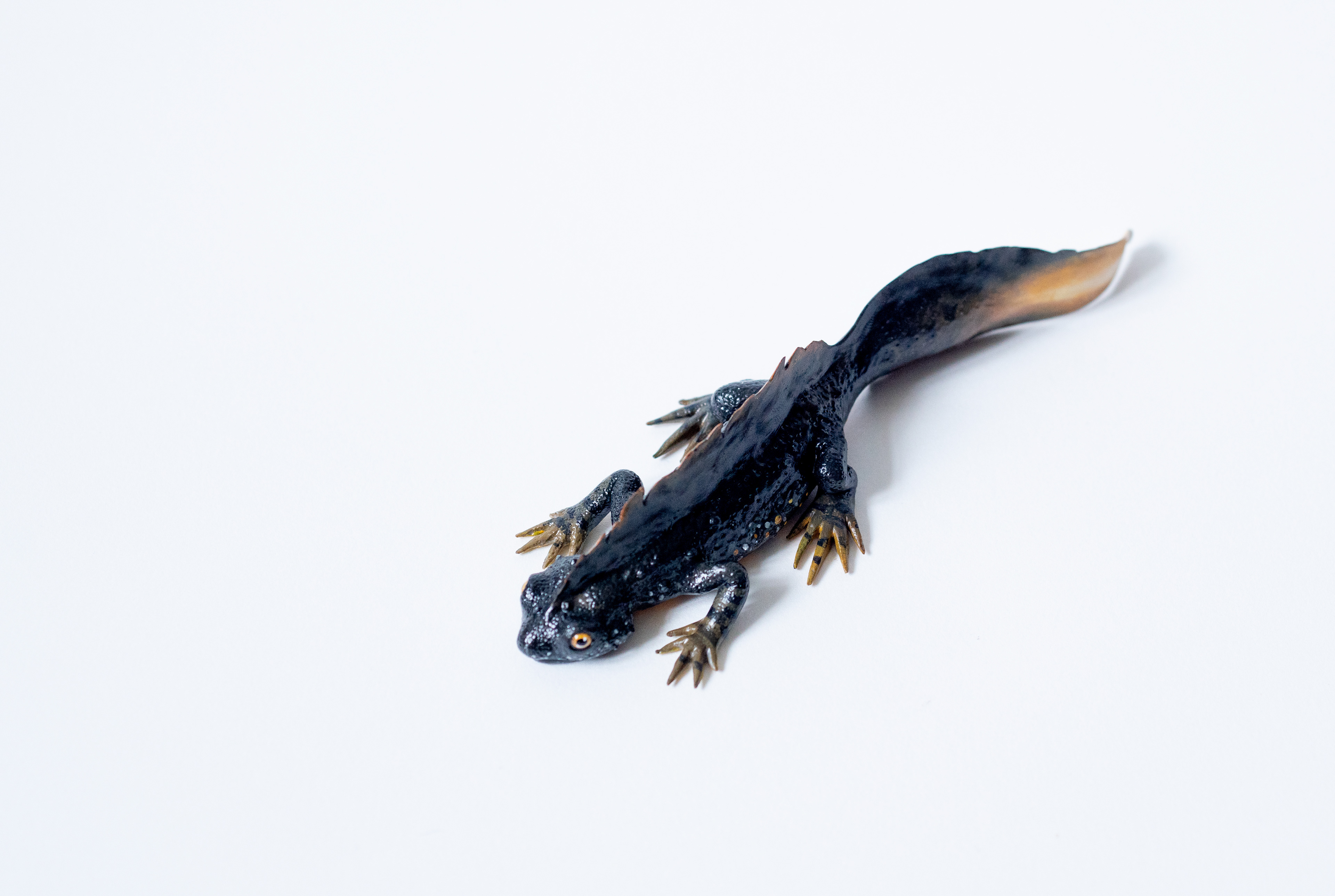 Male during mating season