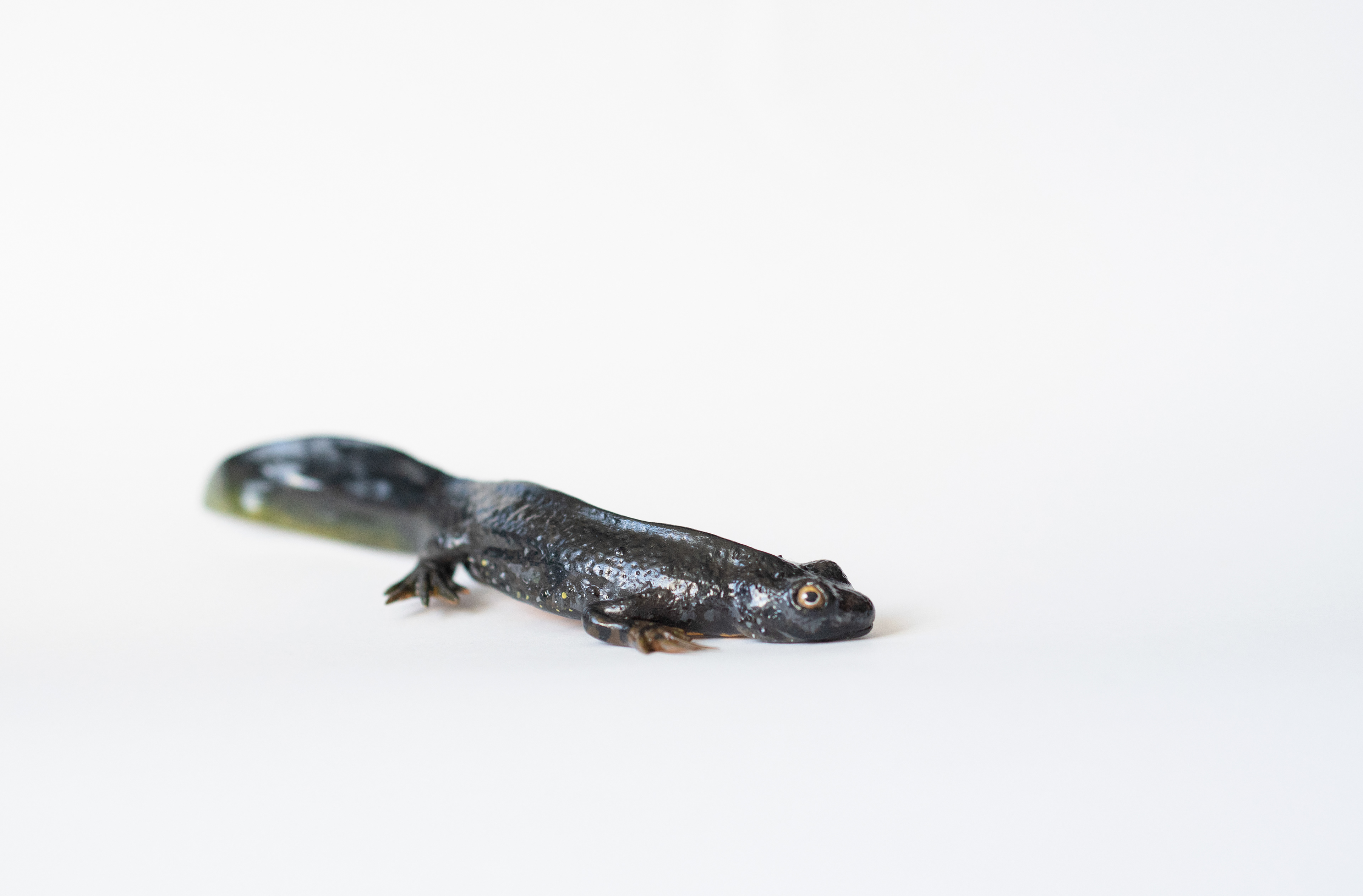 Female