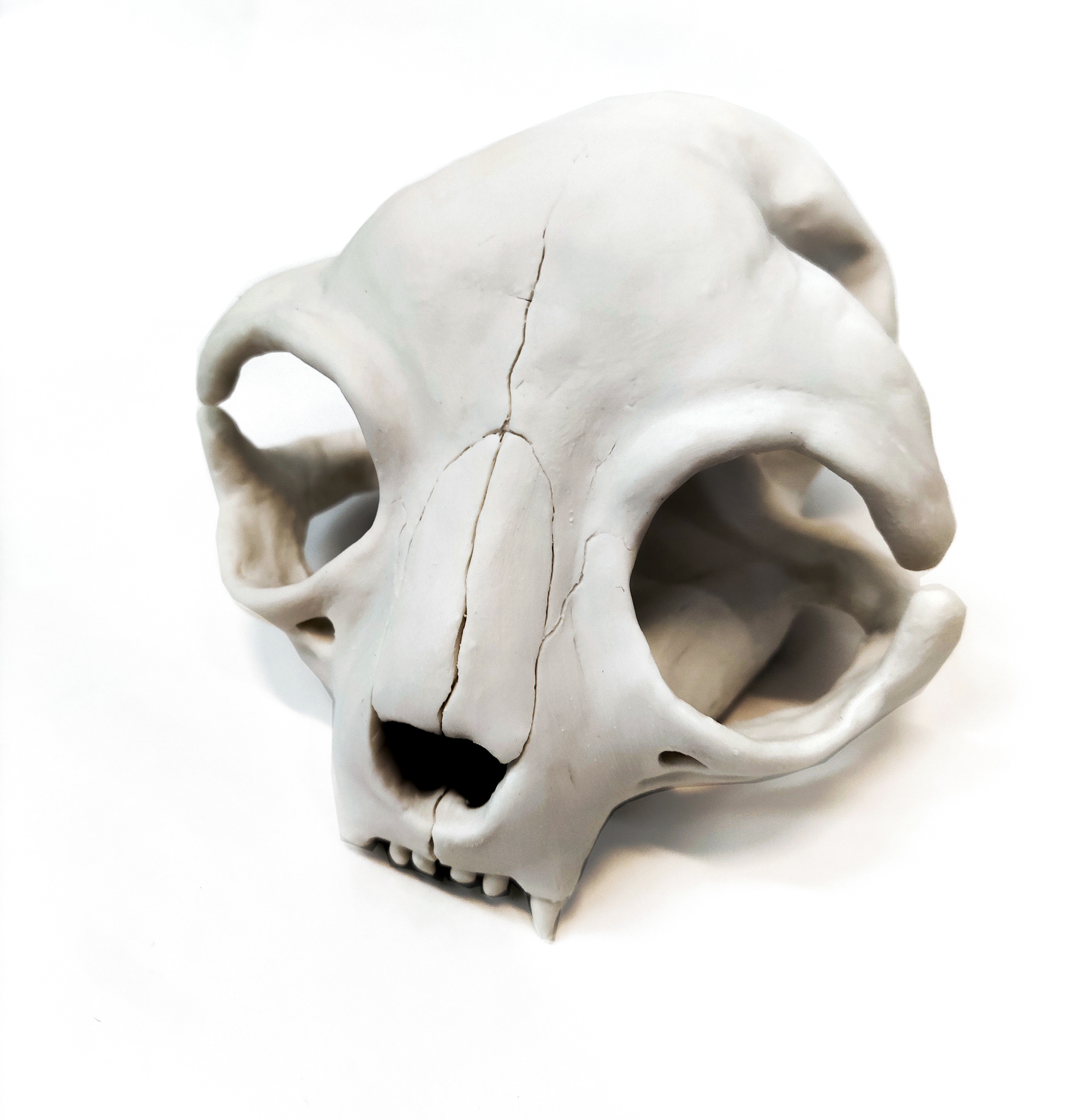 Ceramic cat skull