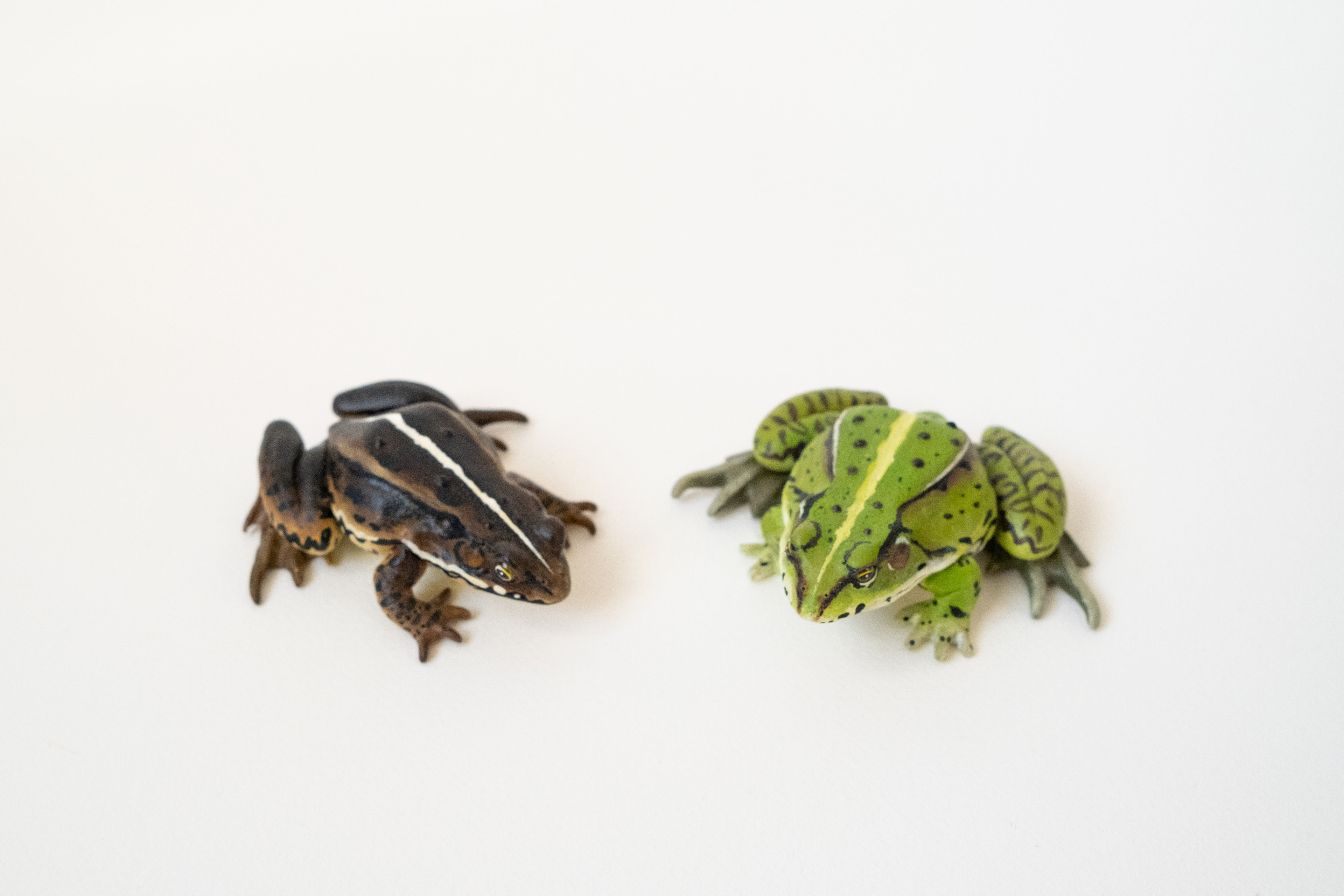 Female (left) Male in mating colours (right)