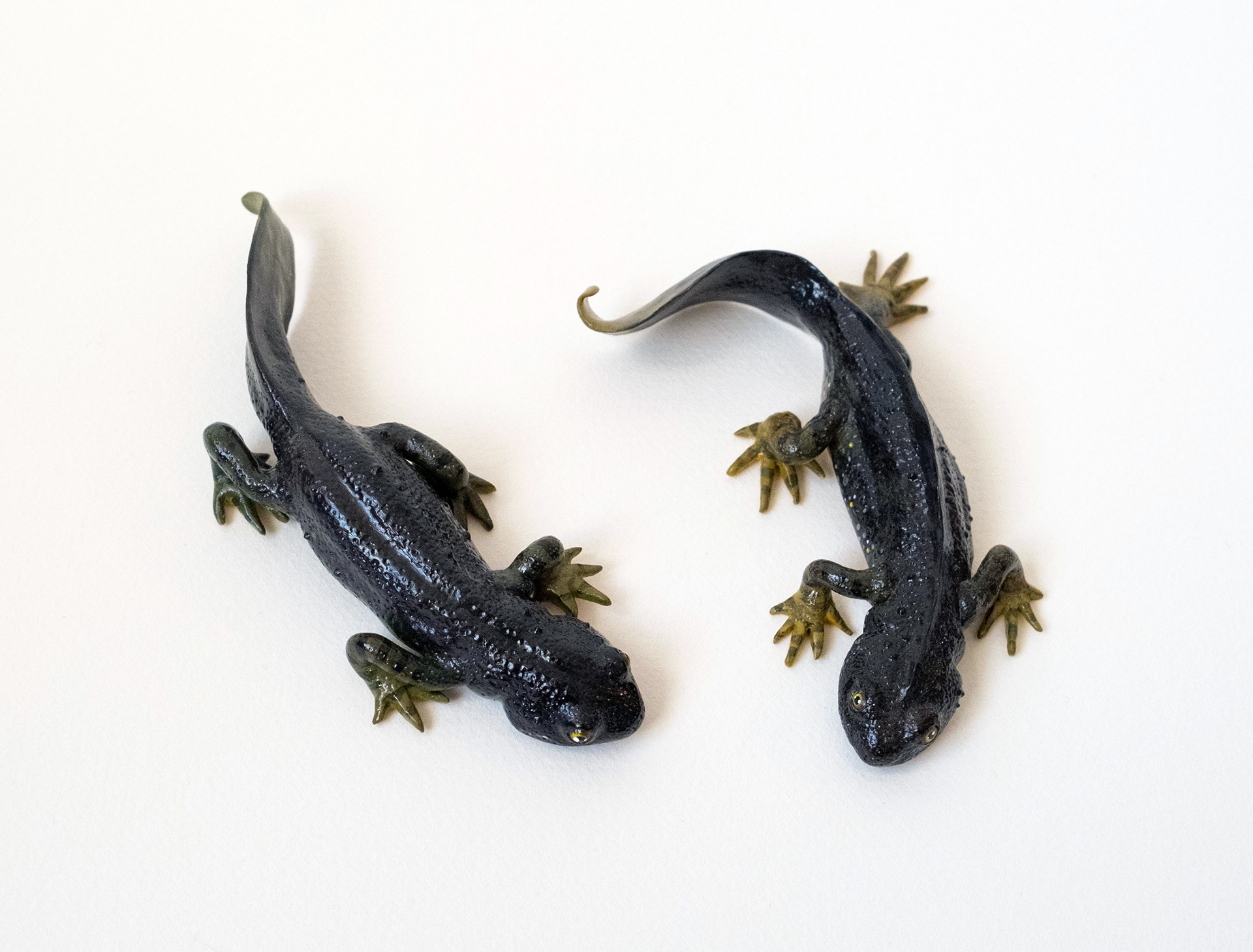 Female (right) Male (left) Outside mating season