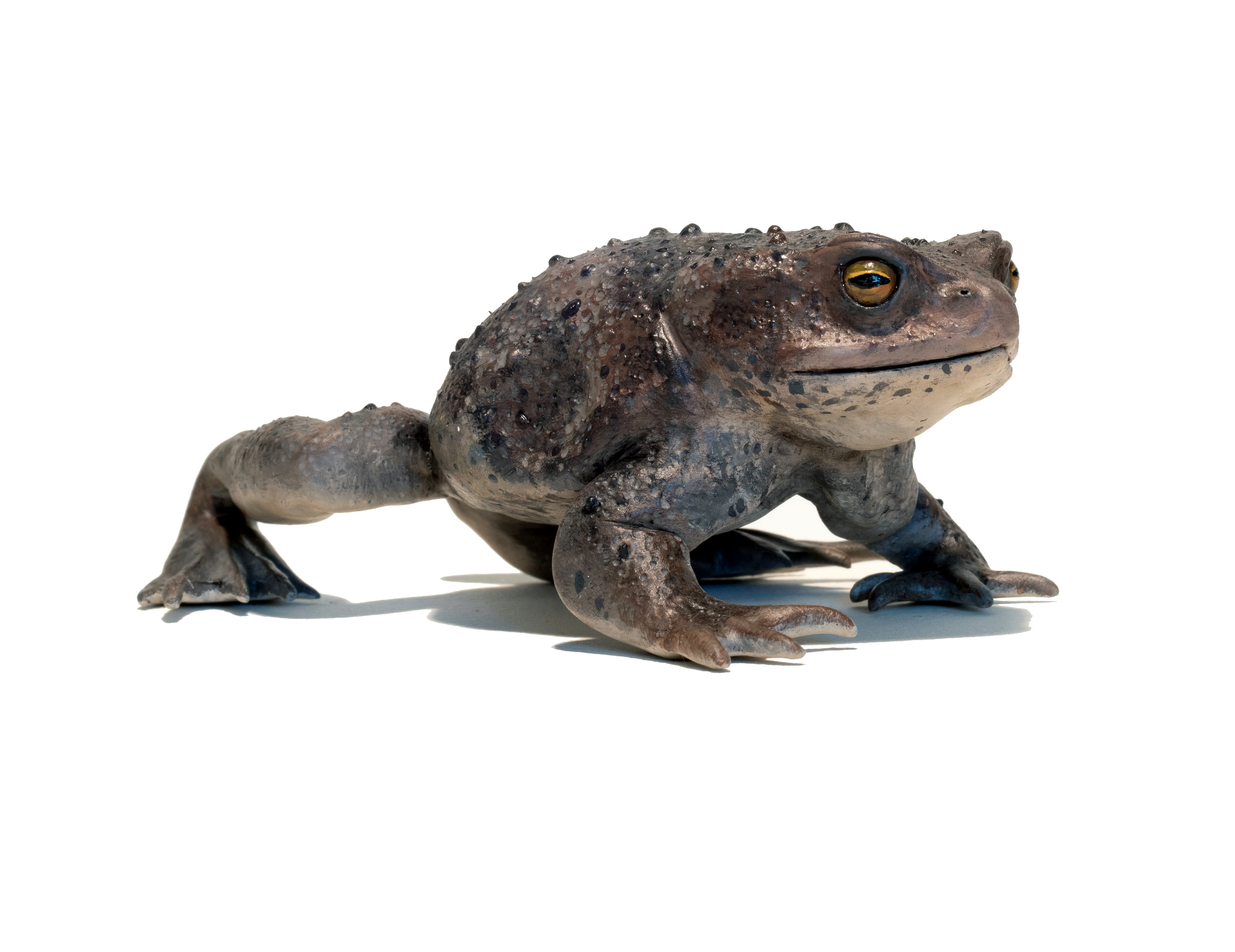 Hand sculpted European toad, 2023