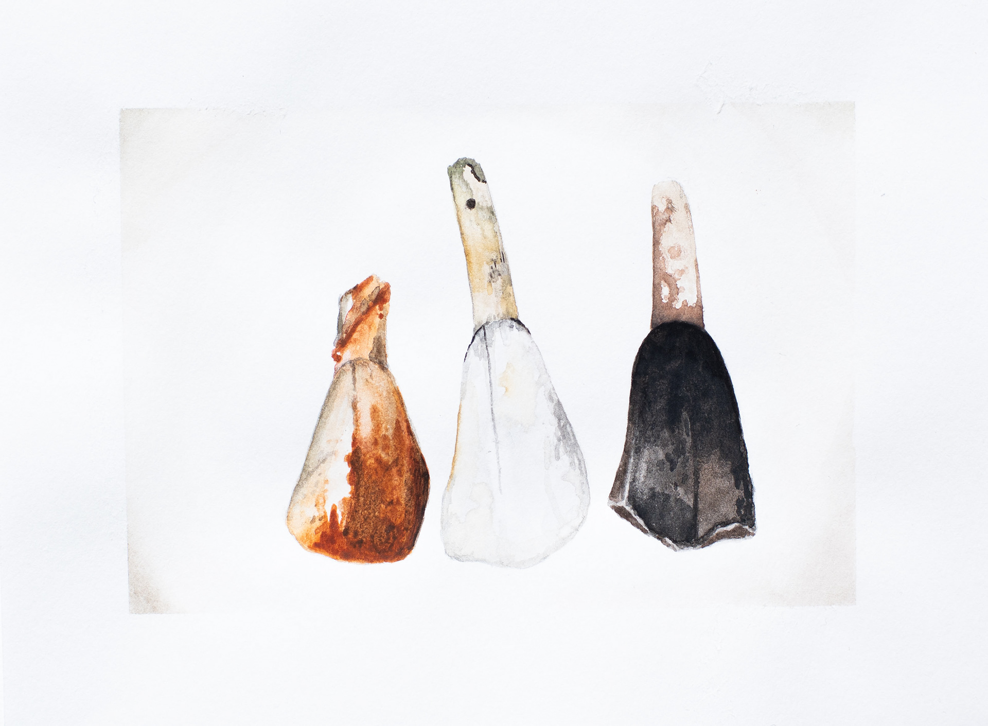Horse teeth - watercolour study, 2022