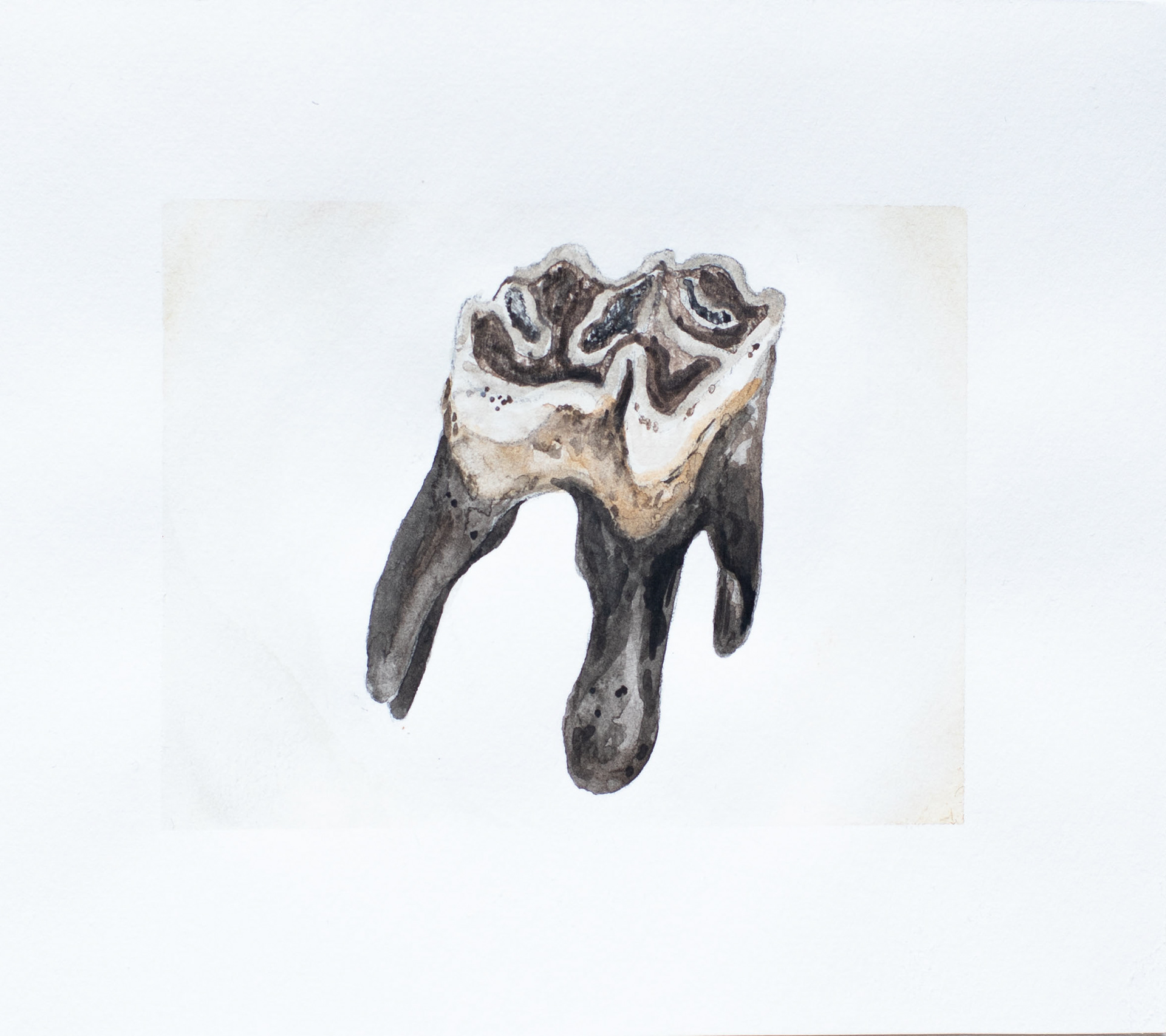 Horse tooth - watercolour study, 2022