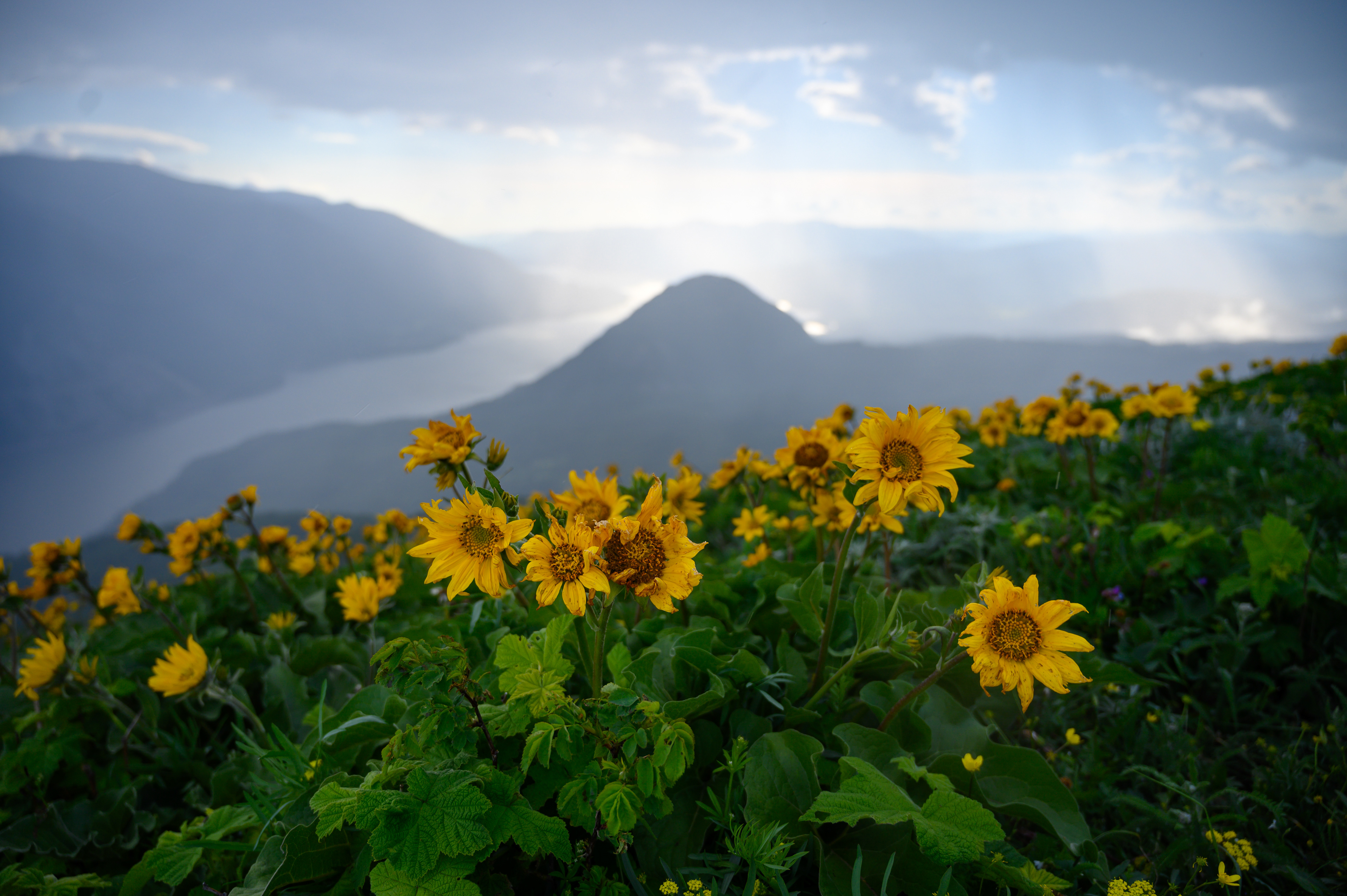 Flowers on Dog Mountain