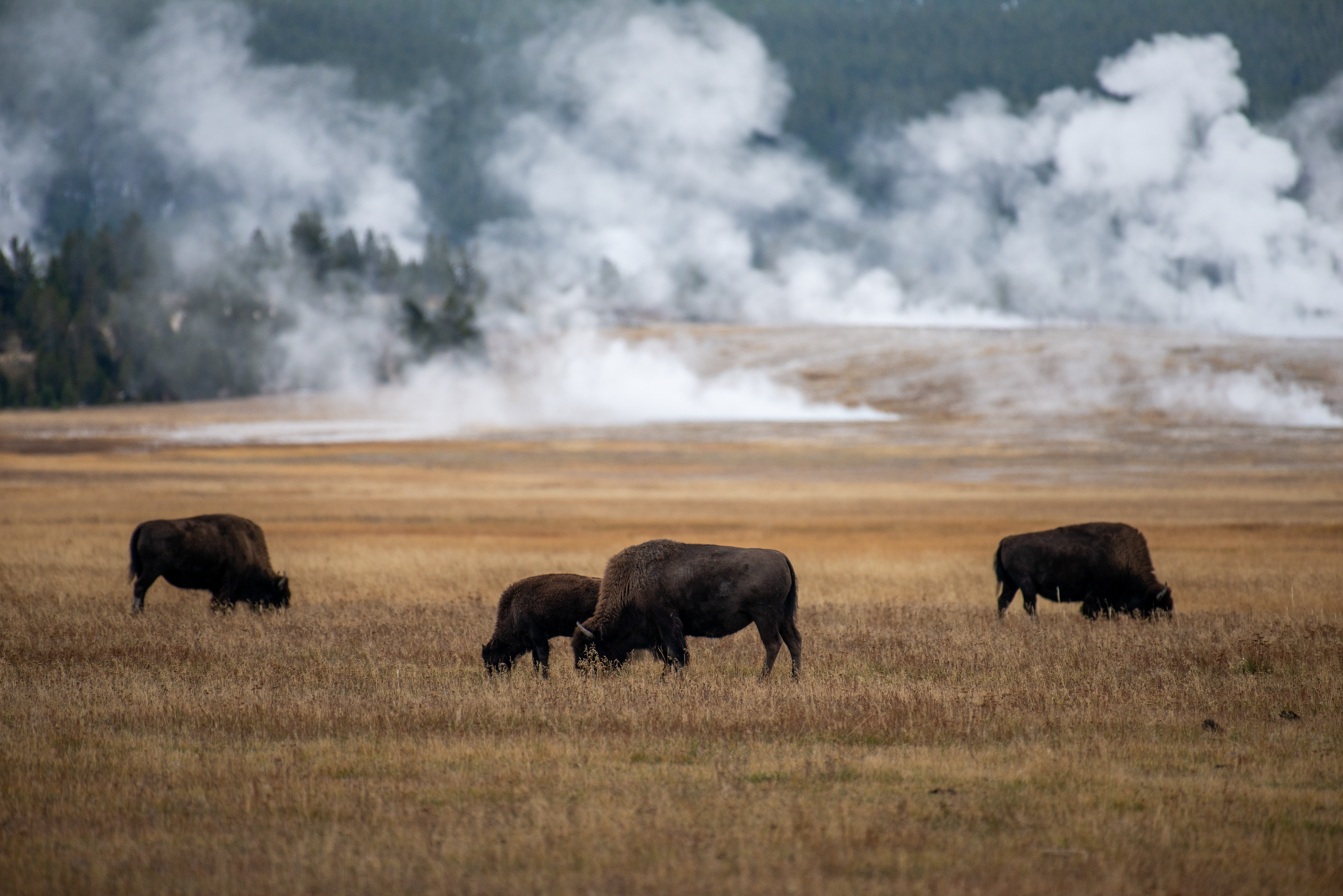 Grazing Bison