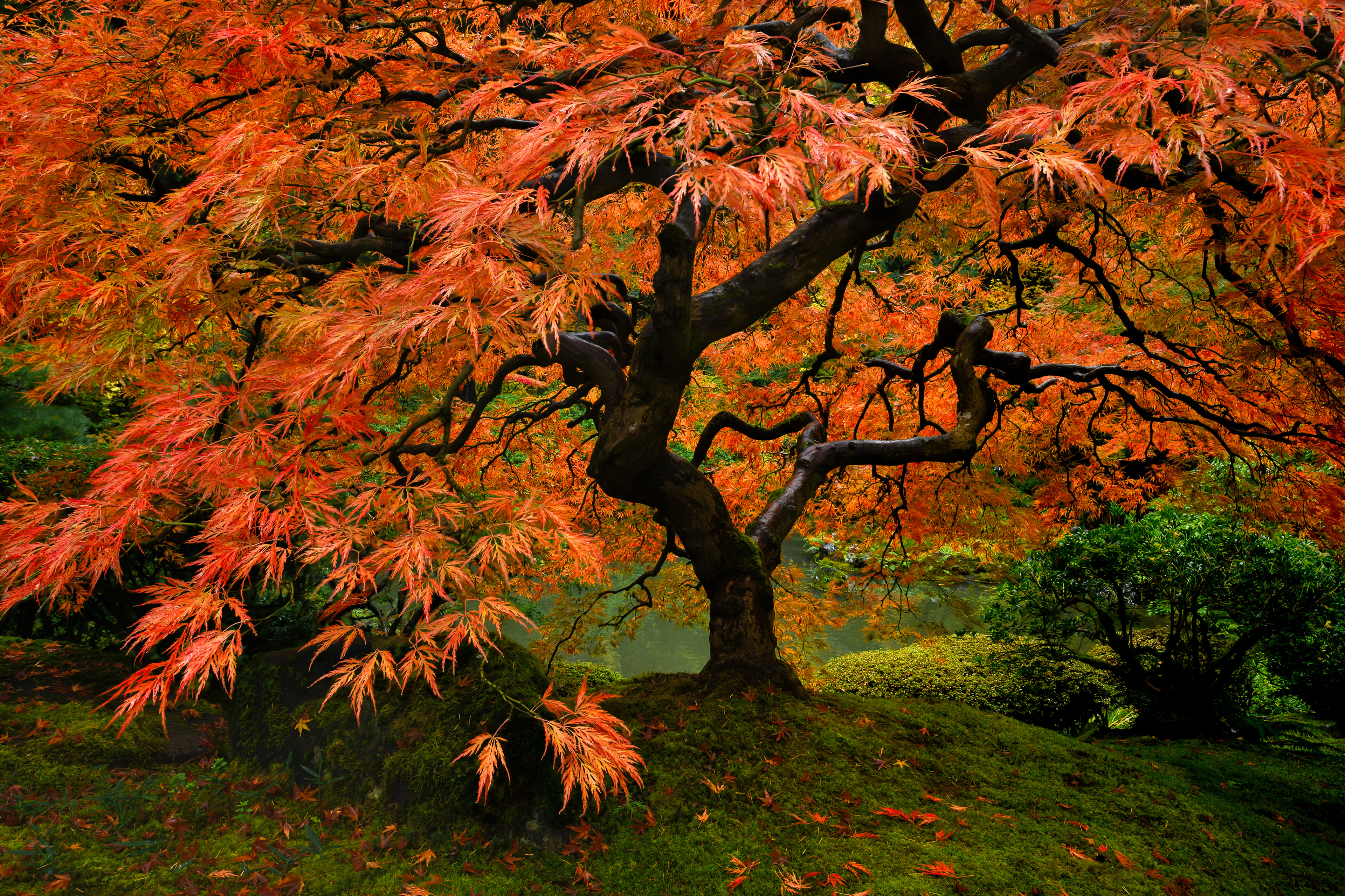 Japanese Maple