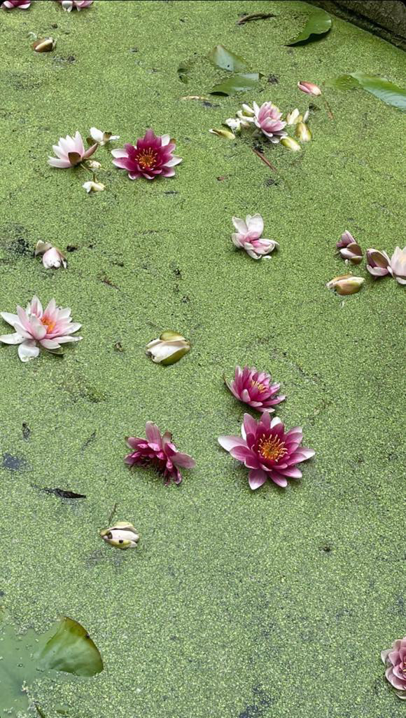 LOTUS