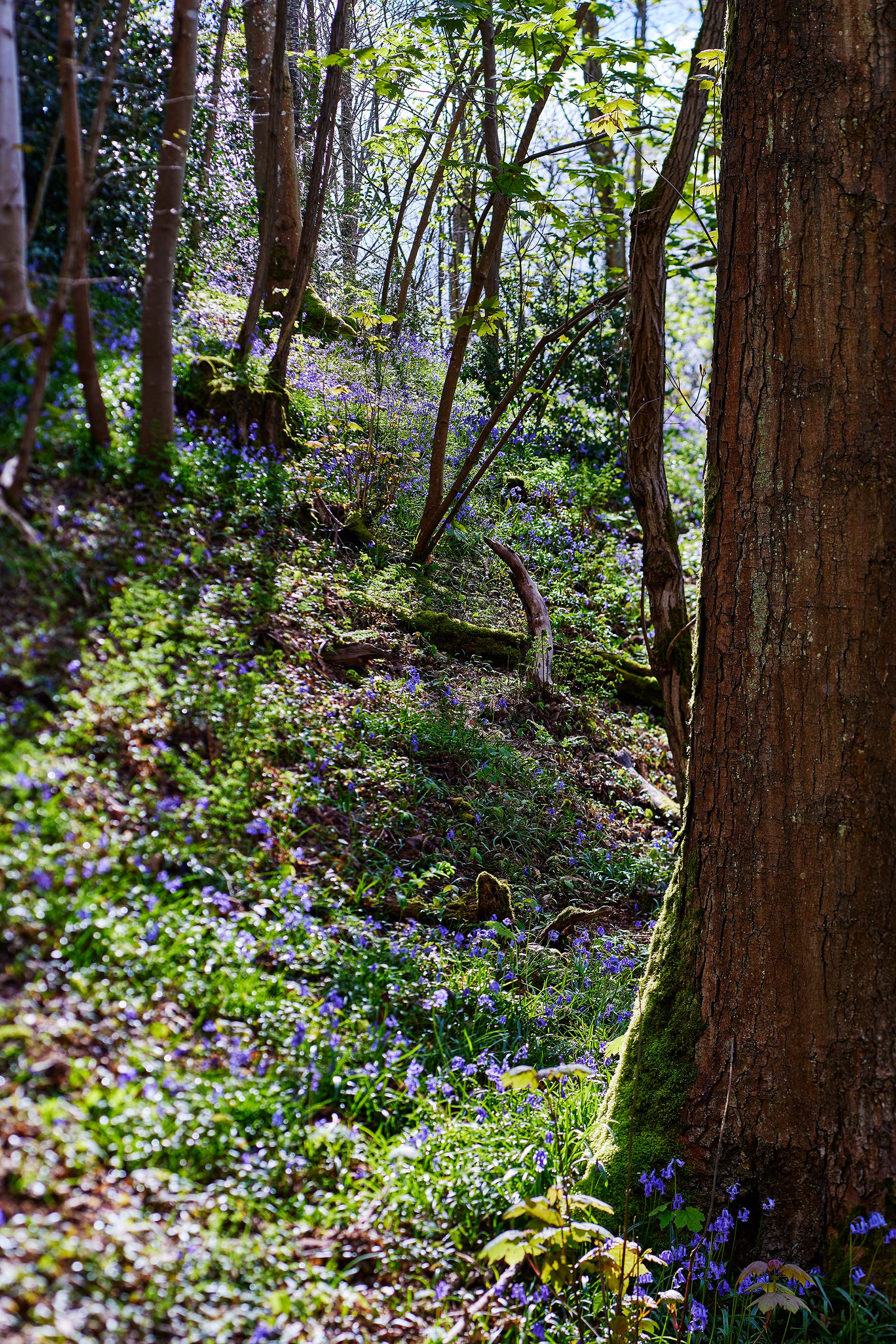 Viollettes des bois - Printemps
