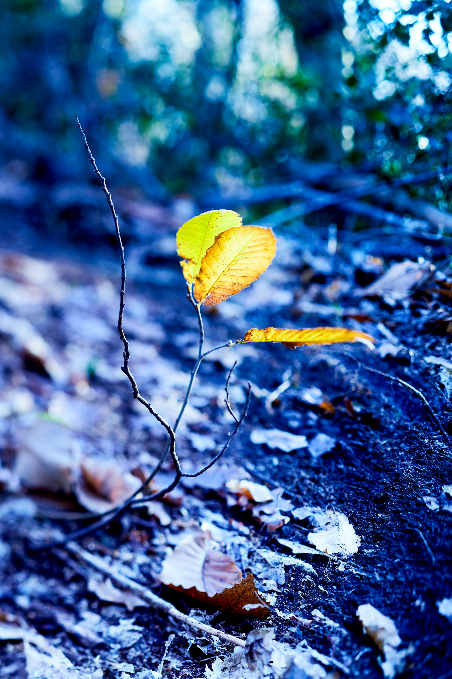 Nouvelle pousse chataignier- Automne