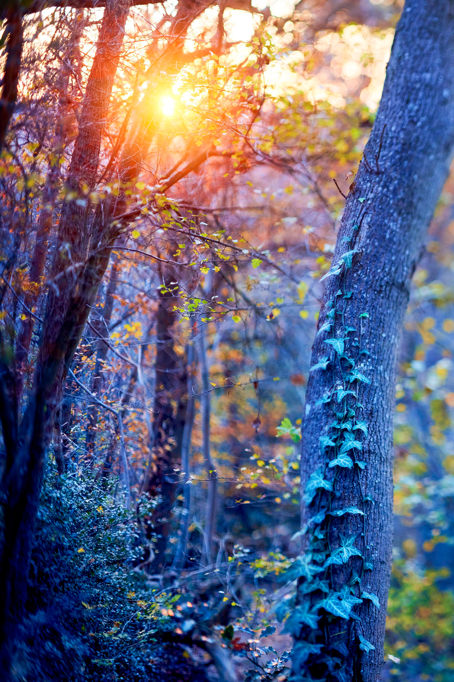 Symbiose verticla - Automne