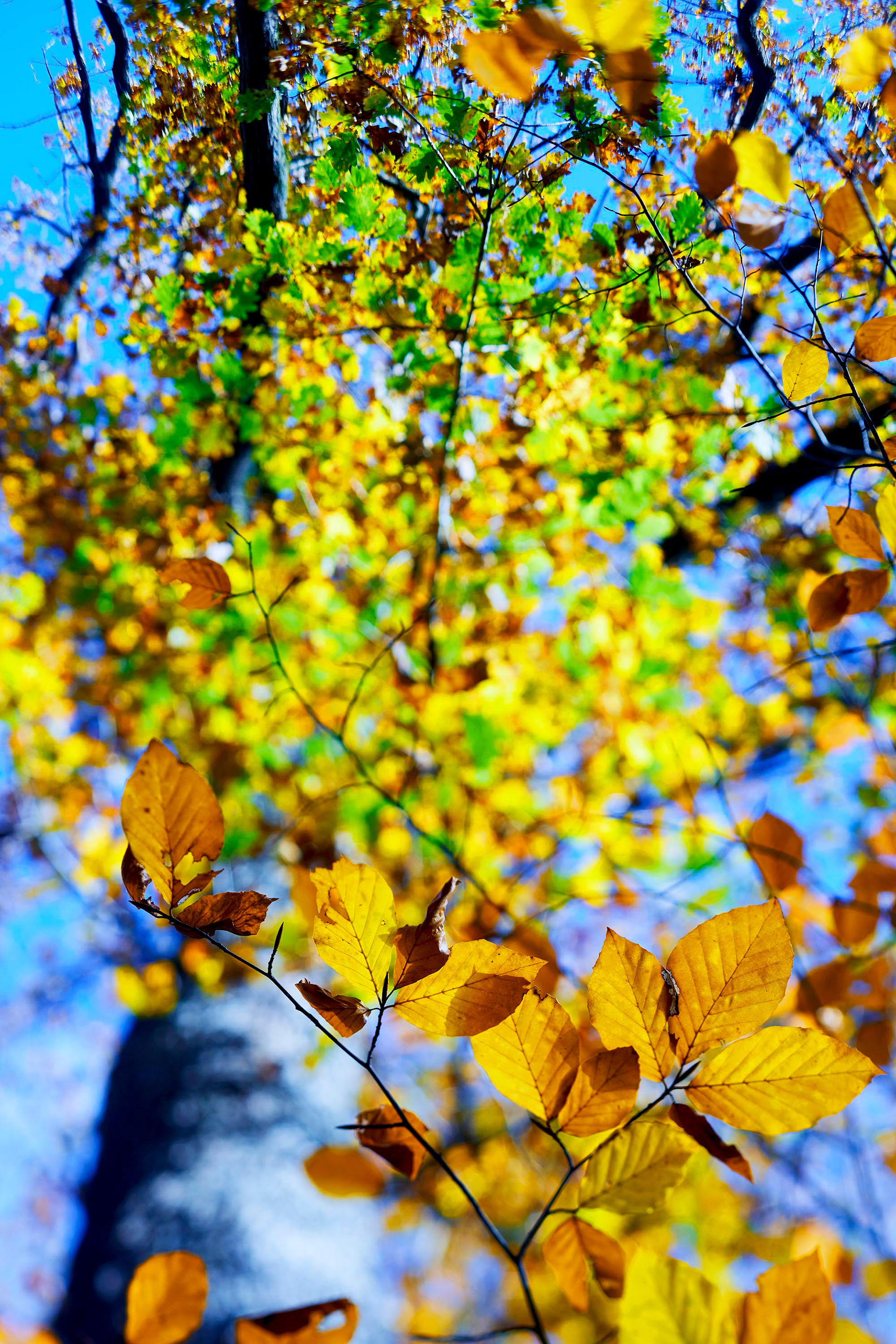 Mutation colorée - Automne