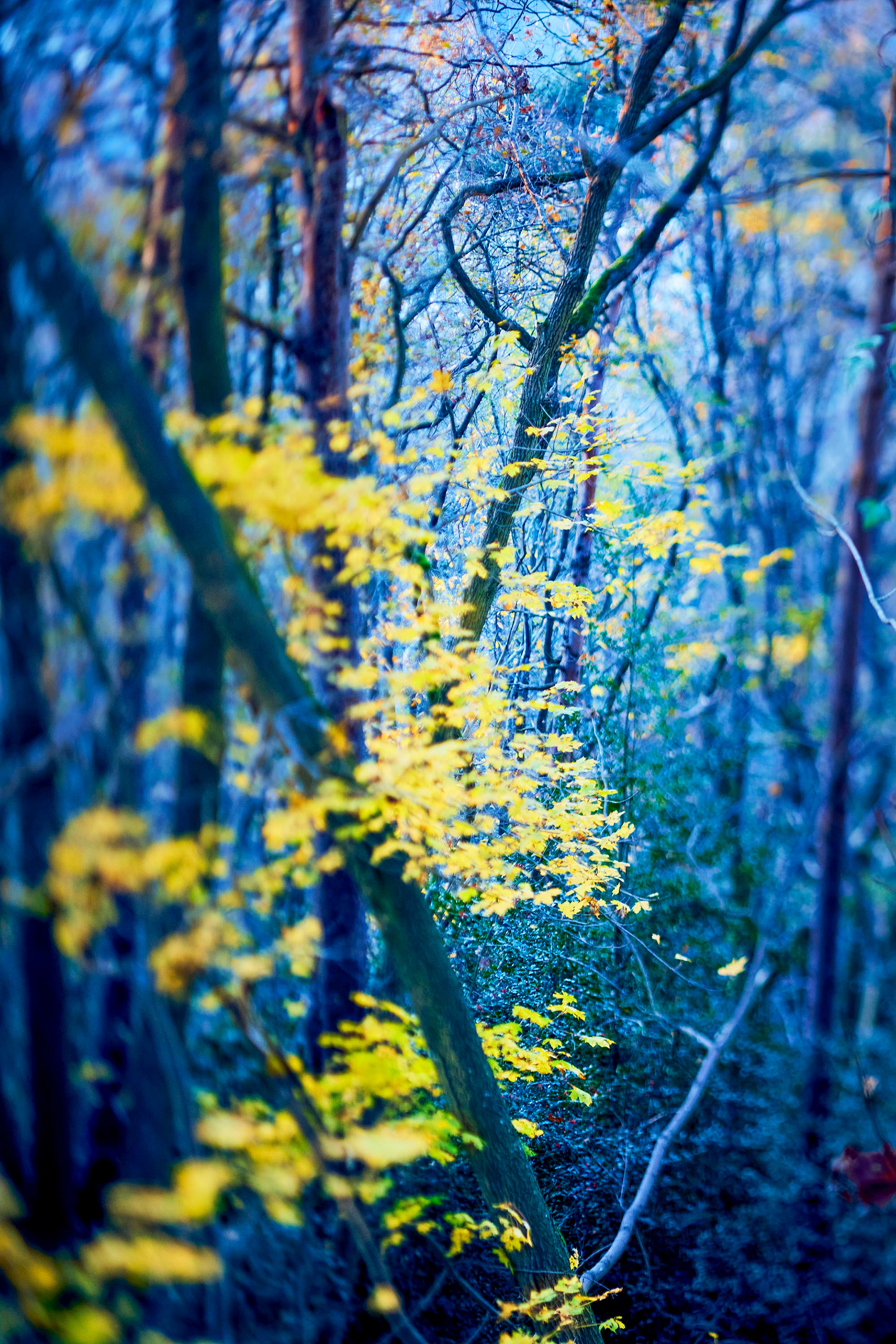 Feux follets - Automne