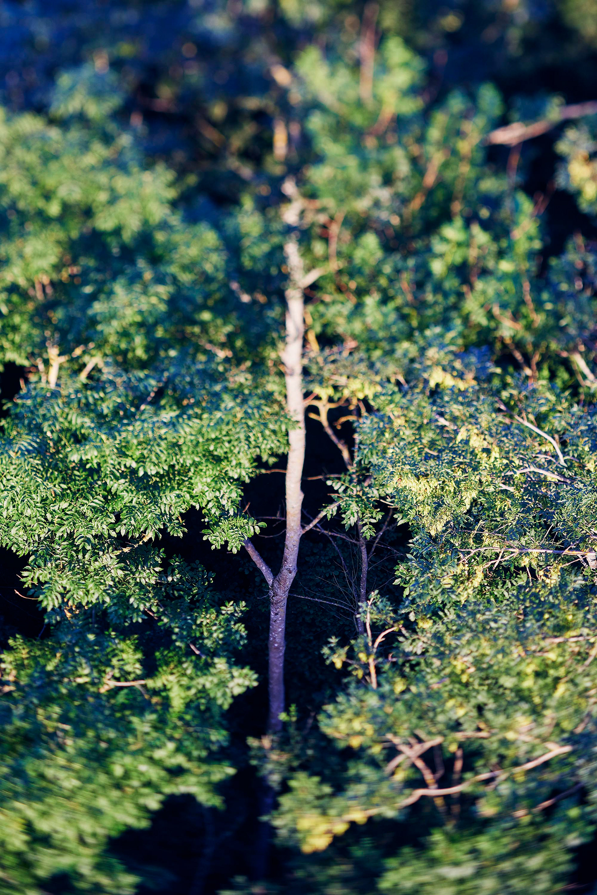 Acacia adulte - Eté